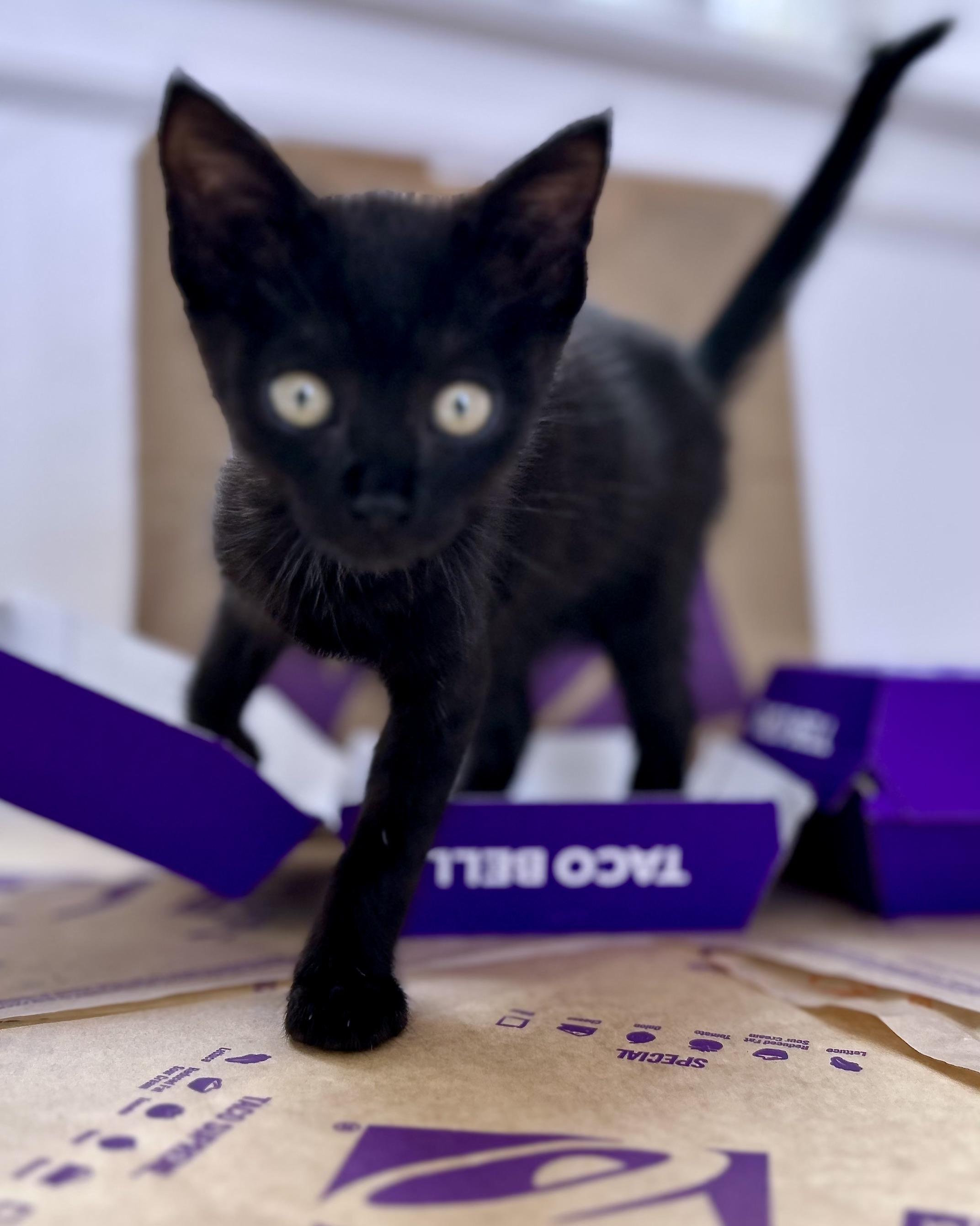 Crunchwrap Supreme, a Adoptable Domestic Short Hair in San Francisco, CA image 5/5