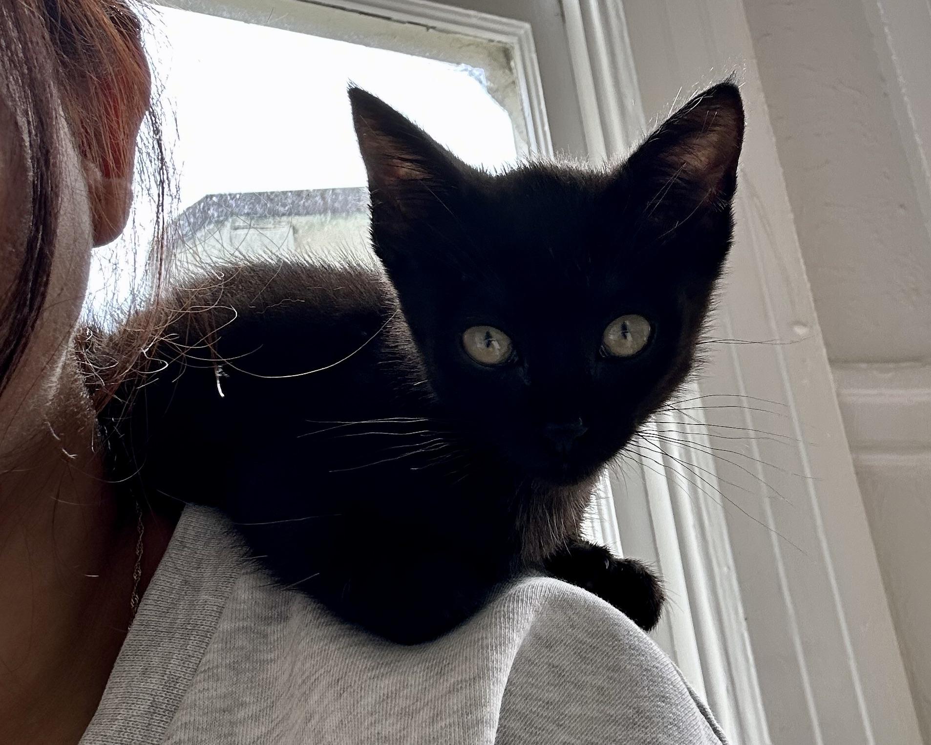 Crunchwrap Supreme, a Adopted Domestic Short Hair in San Francisco, CA image 4/6