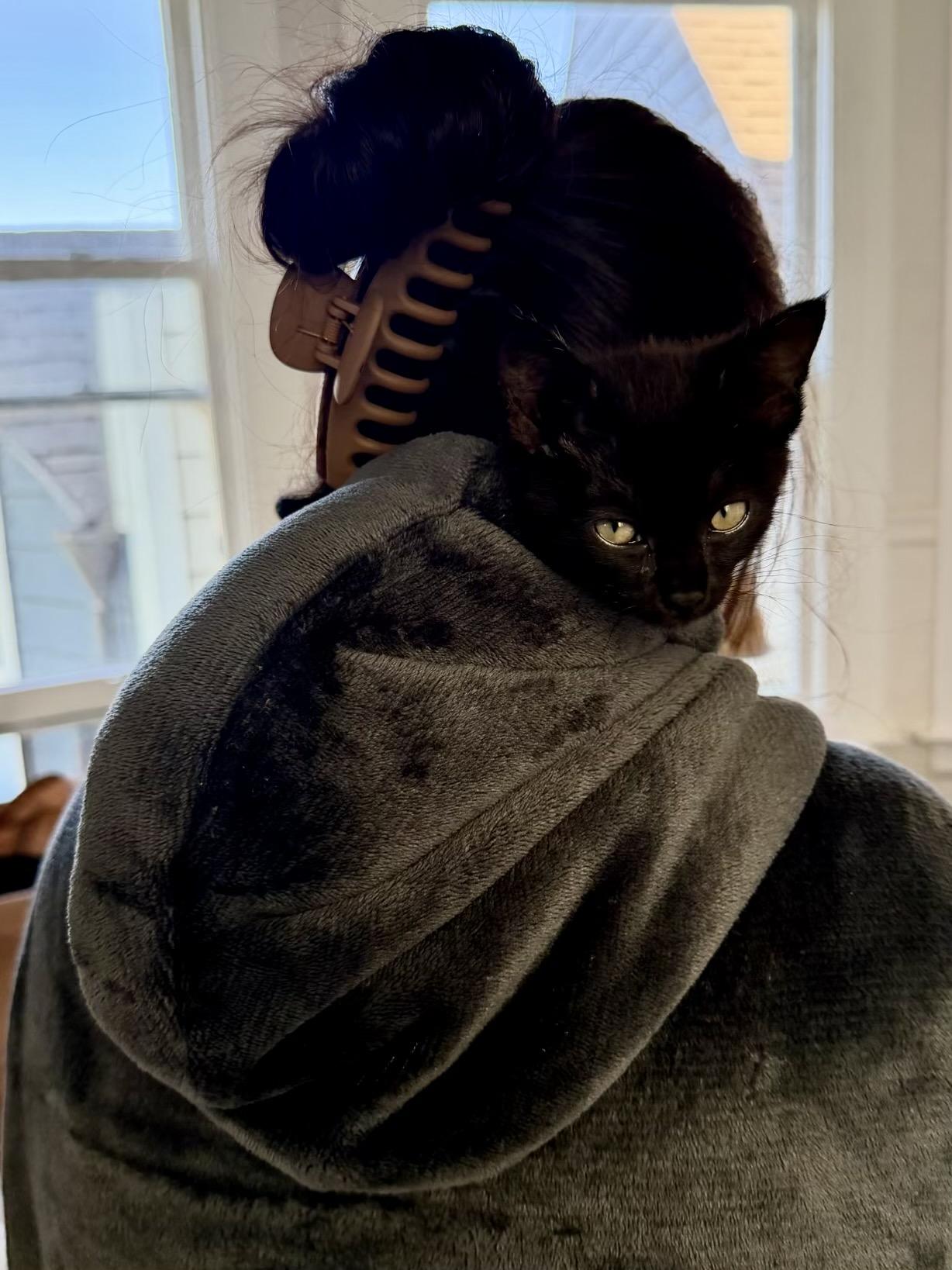 Crunchwrap Supreme, a Adopted Domestic Short Hair in San Francisco, CA image 5/6