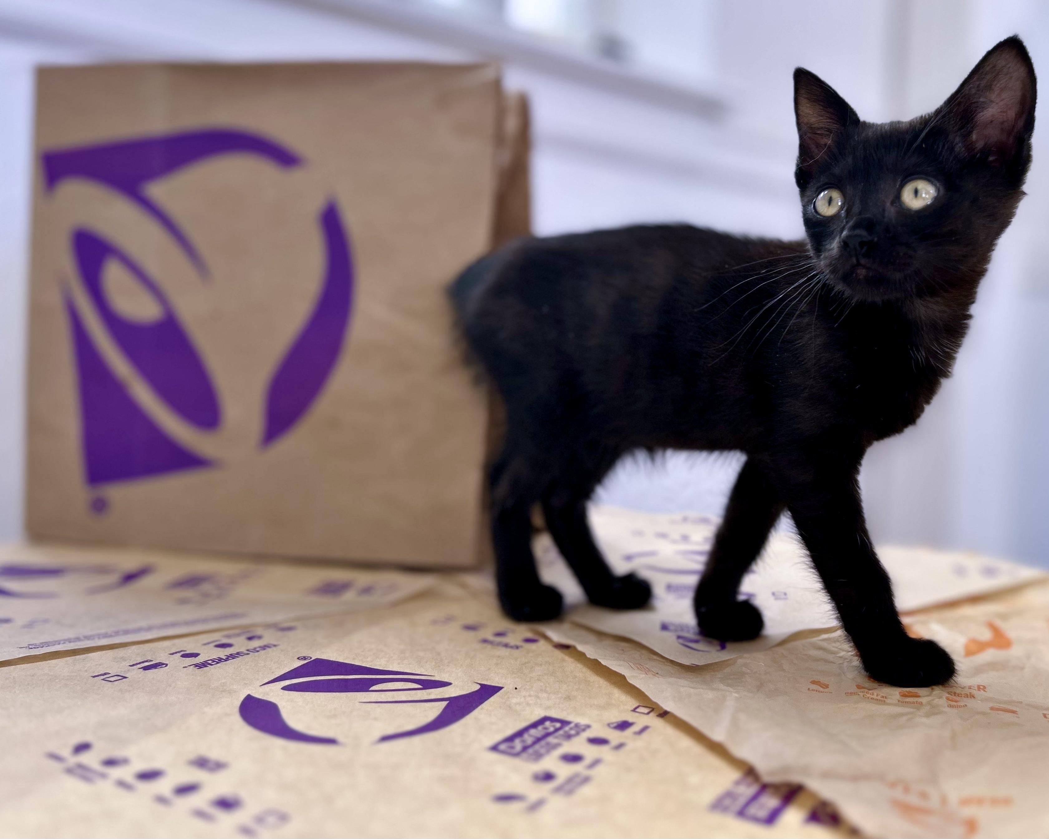 Crunchwrap Supreme, a Adopted Domestic Short Hair in San Francisco, CA image 6/6
