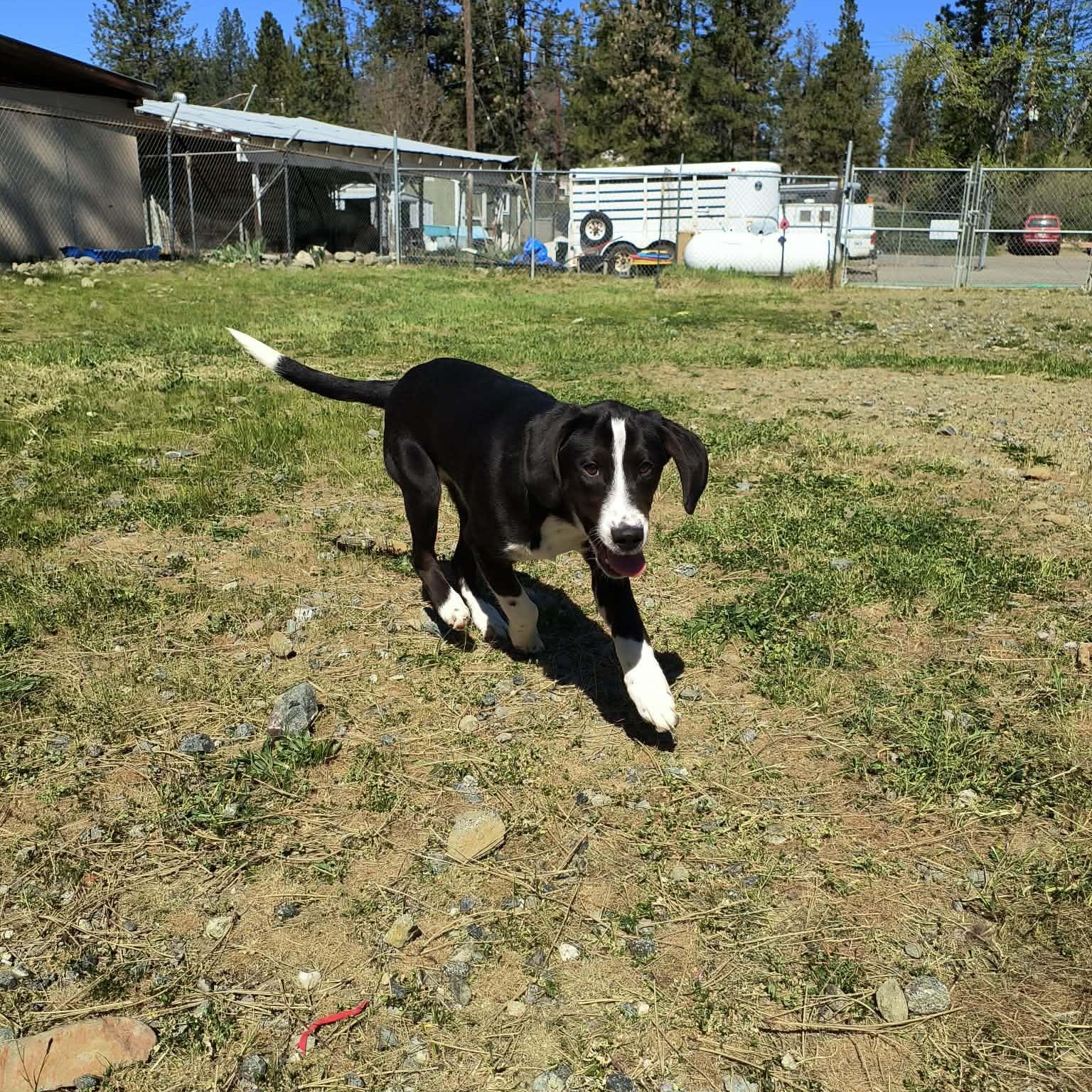 Enlarge Buster, a ADOPTABLE mixed breed in Weaverville, CA image 2/2
