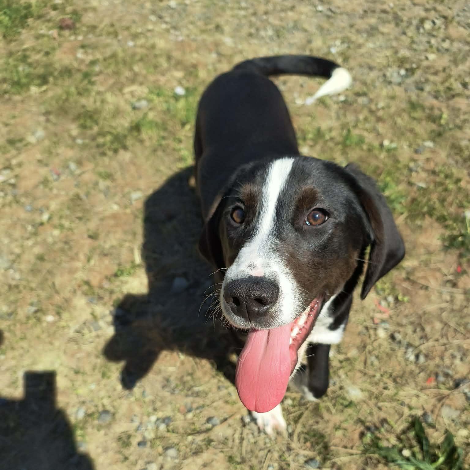 Enlarge Buster, a ADOPTABLE mixed breed in Weaverville, CA image 1/2