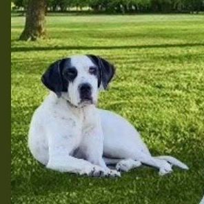 Leia, Adoptable, Young Female Great Dane & Saint Bernard.