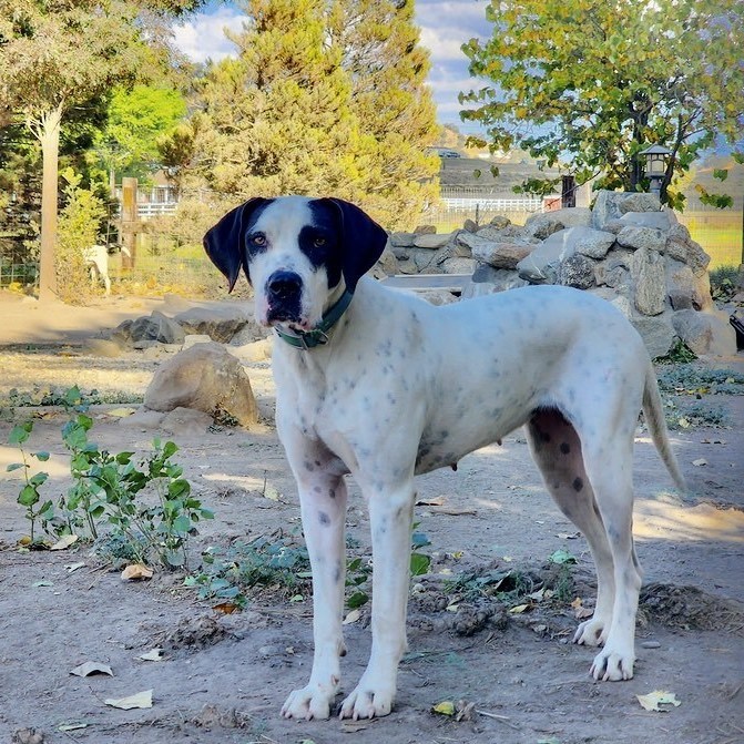 Enlarge Leia, a Adoptable mixed breed in Tehachapi, CA image 2/5