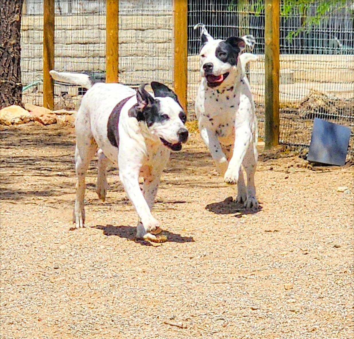 Enlarge Leia, a Adoptable mixed breed in Tehachapi, CA image 5/5