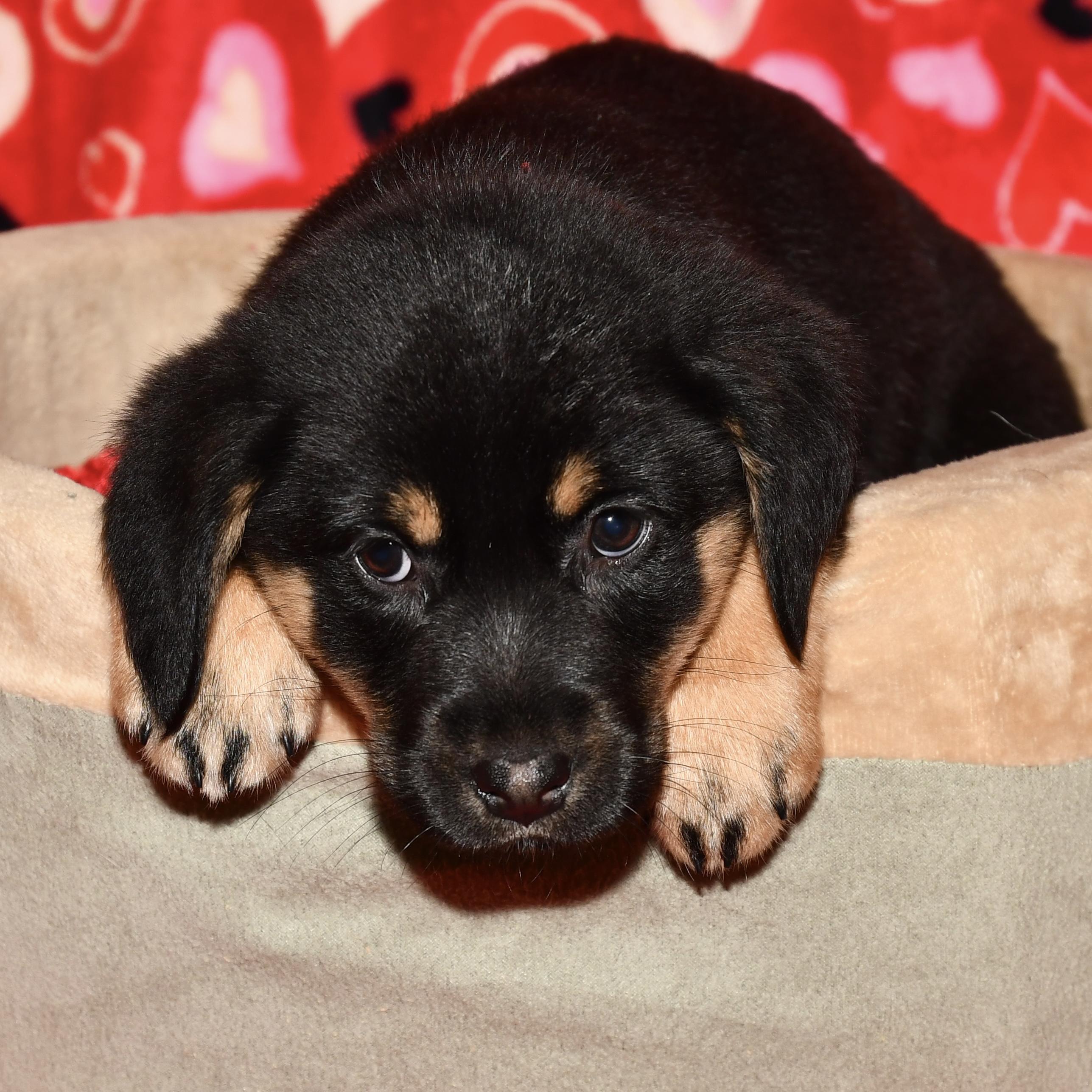 Enlarge Aspen, an adoptable mixed breed in Libertyville, IL image 2/3