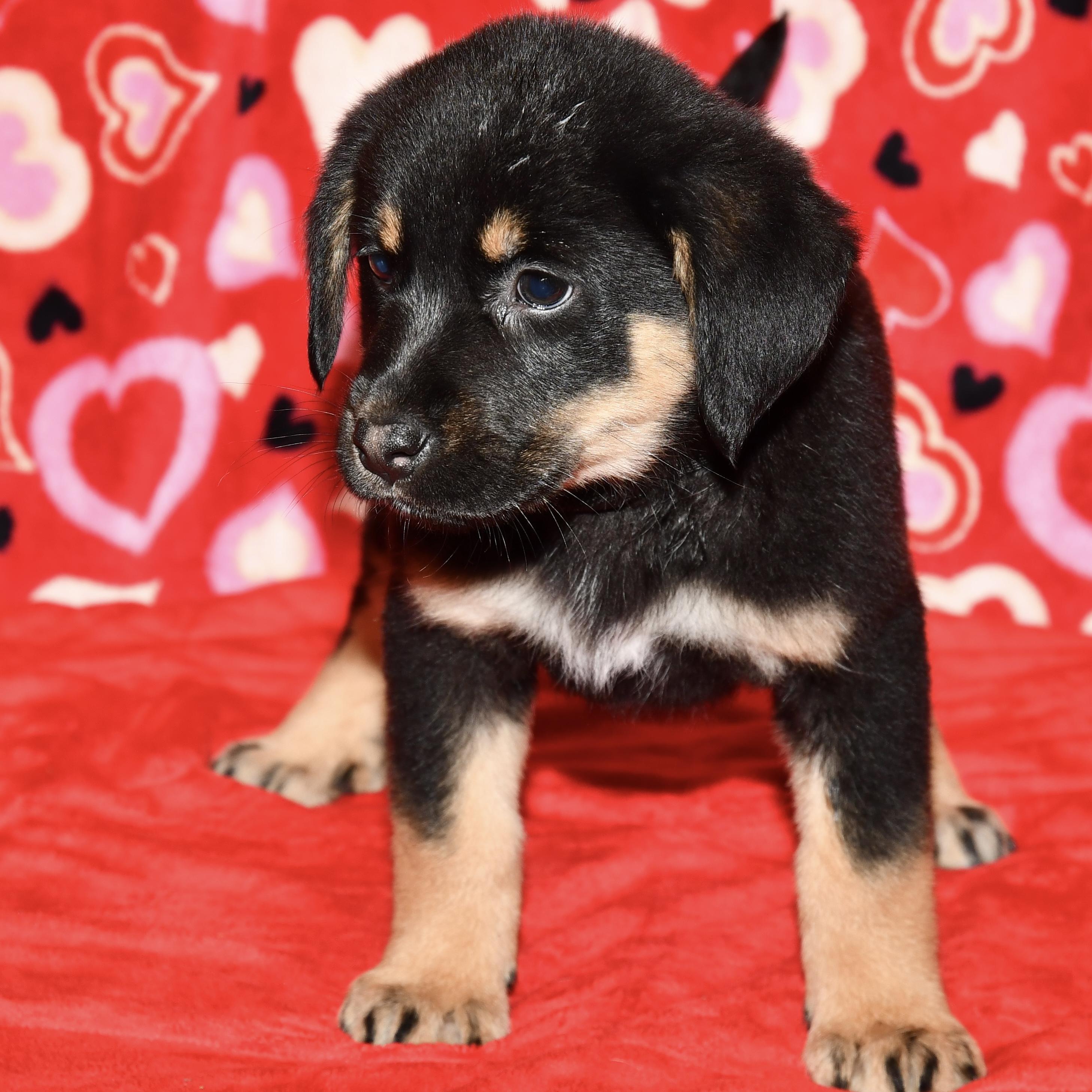 Enlarge Aspen, an adoptable mixed breed in Libertyville, IL image 3/3