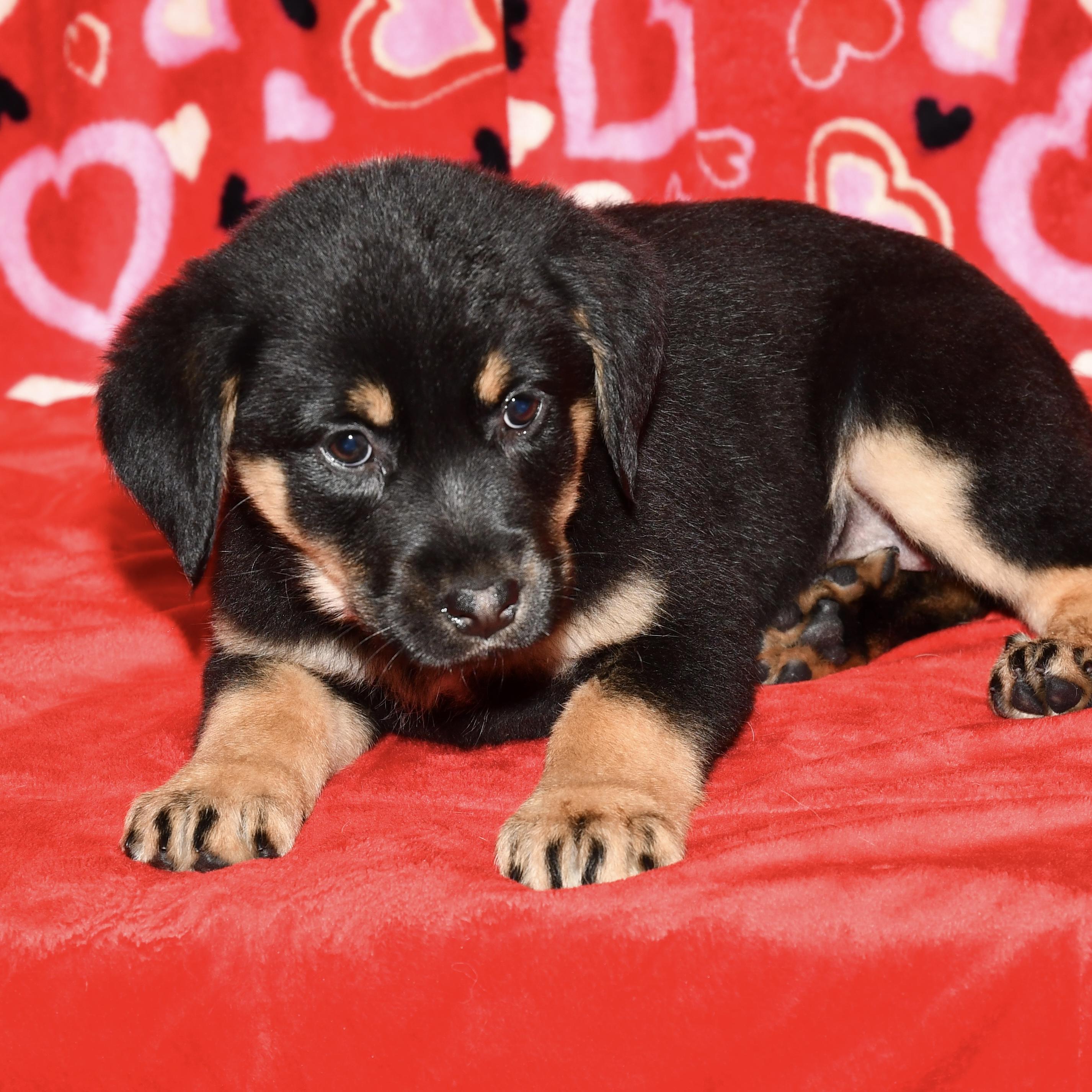 Enlarge Aspen, an adoptable mixed breed in Libertyville, IL image 1/3