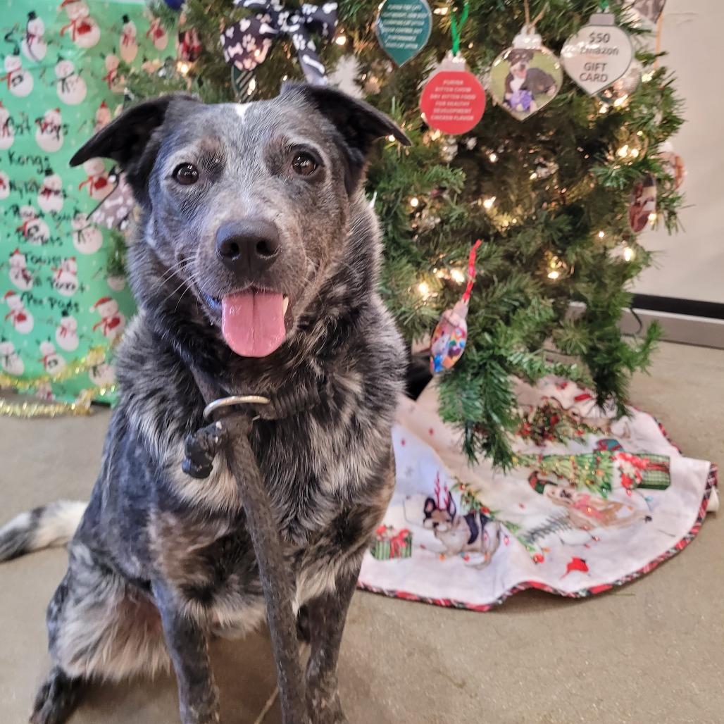 Fruit by the Foot, Adoptable, Adult Female Cattle Dog.