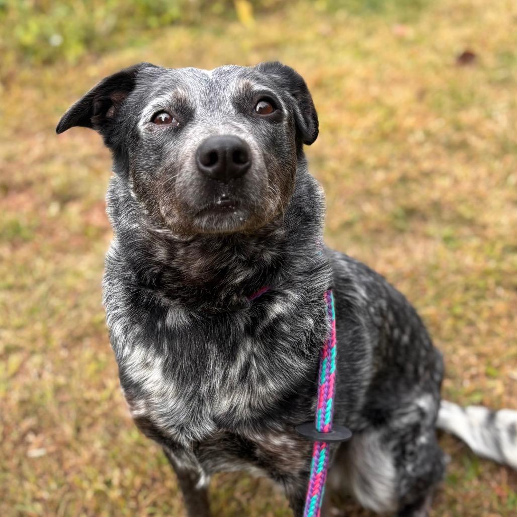 Enlarge Fruit by the Foot, a Adoptable Cattle Dog in York, PA image 2/6