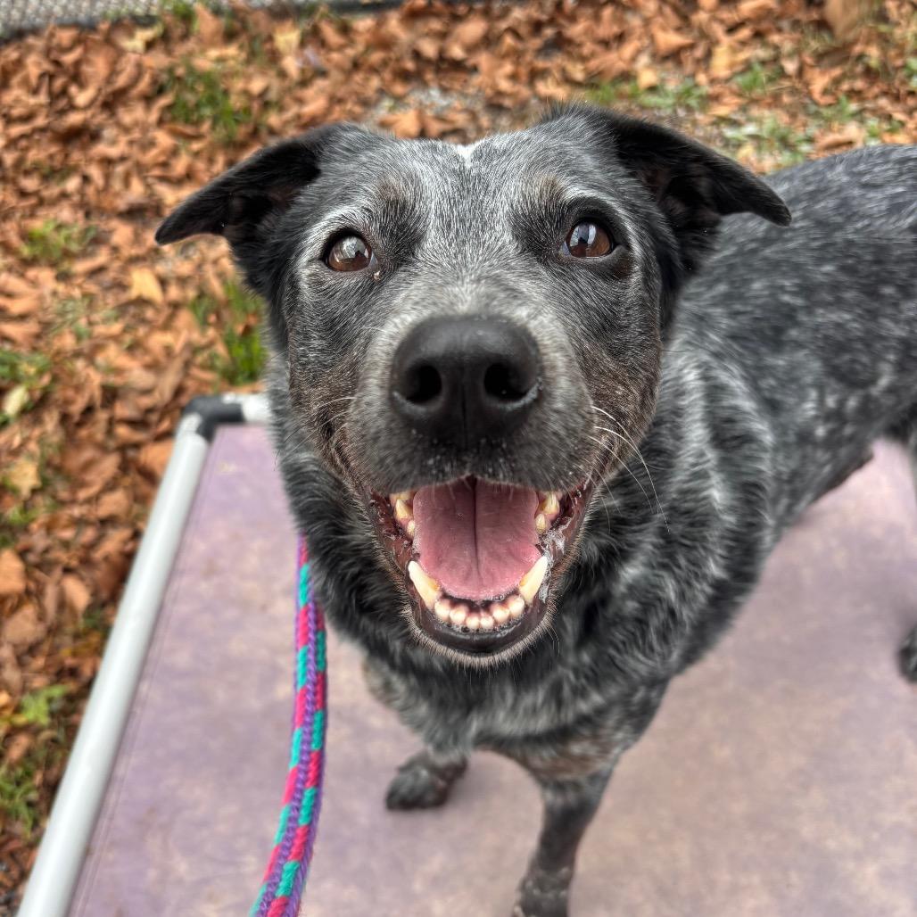 Enlarge Fruit by the Foot, a Adoptable Cattle Dog in York, PA image 3/6