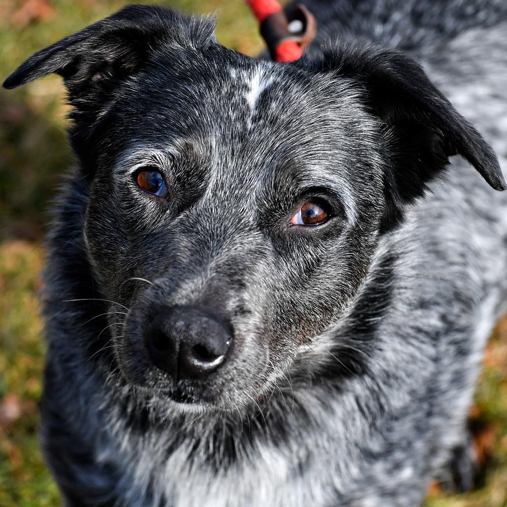 Enlarge Fruit by the Foot, a Adoptable Cattle Dog in York, PA image 3/6
