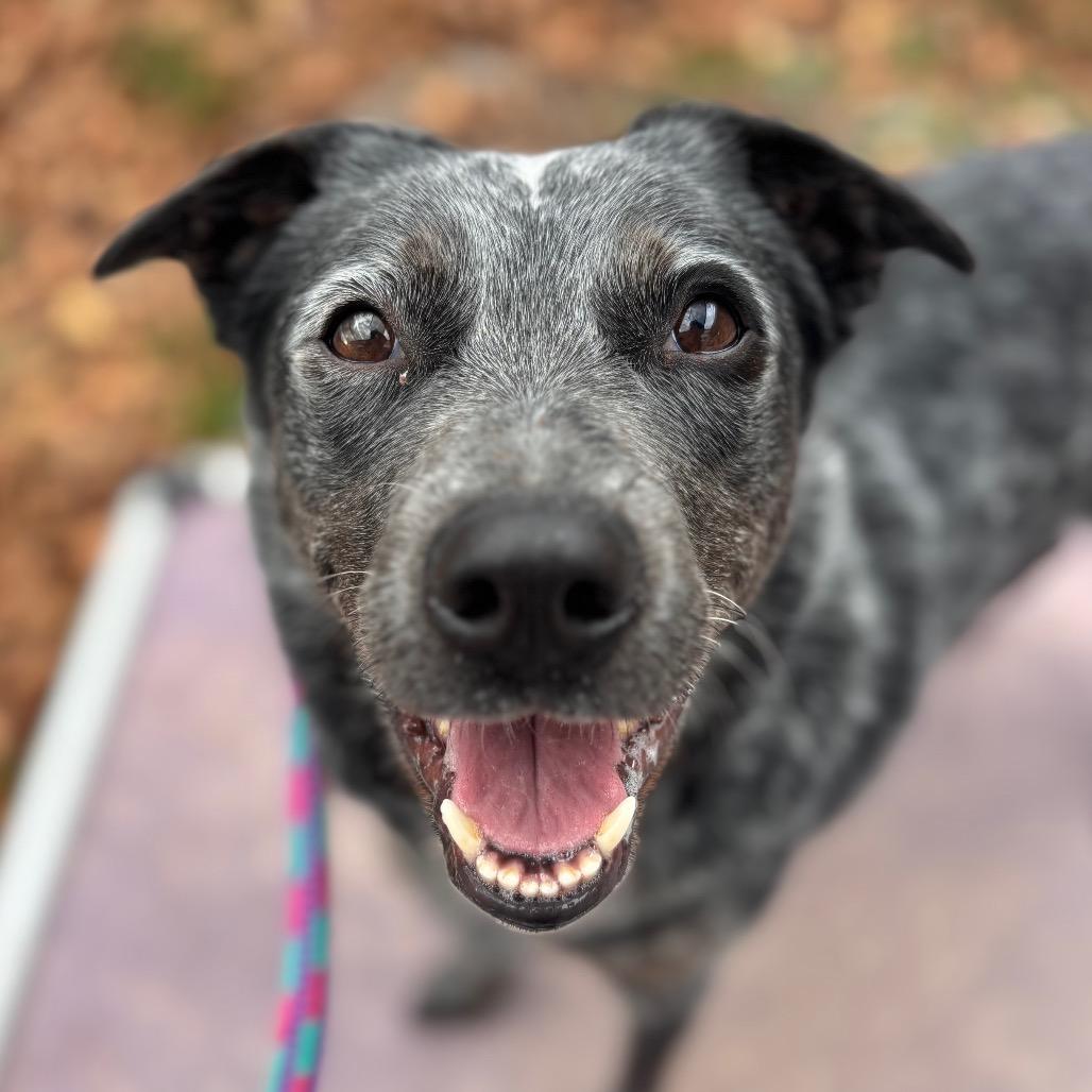 Enlarge Fruit by the Foot, a Adoptable Cattle Dog in York, PA image 4/6