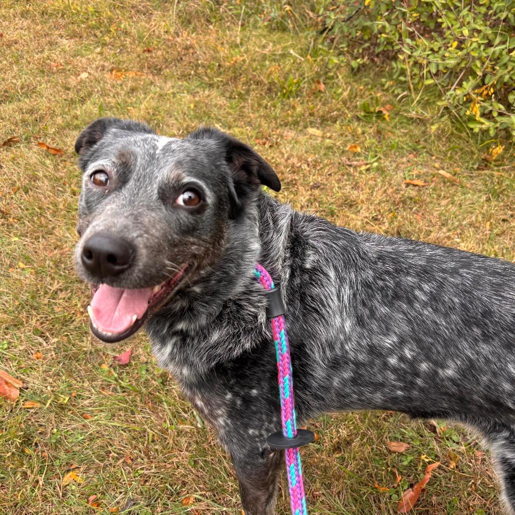 Enlarge Fruit by the Foot, a Adoptable Cattle Dog in York, PA image 5/6