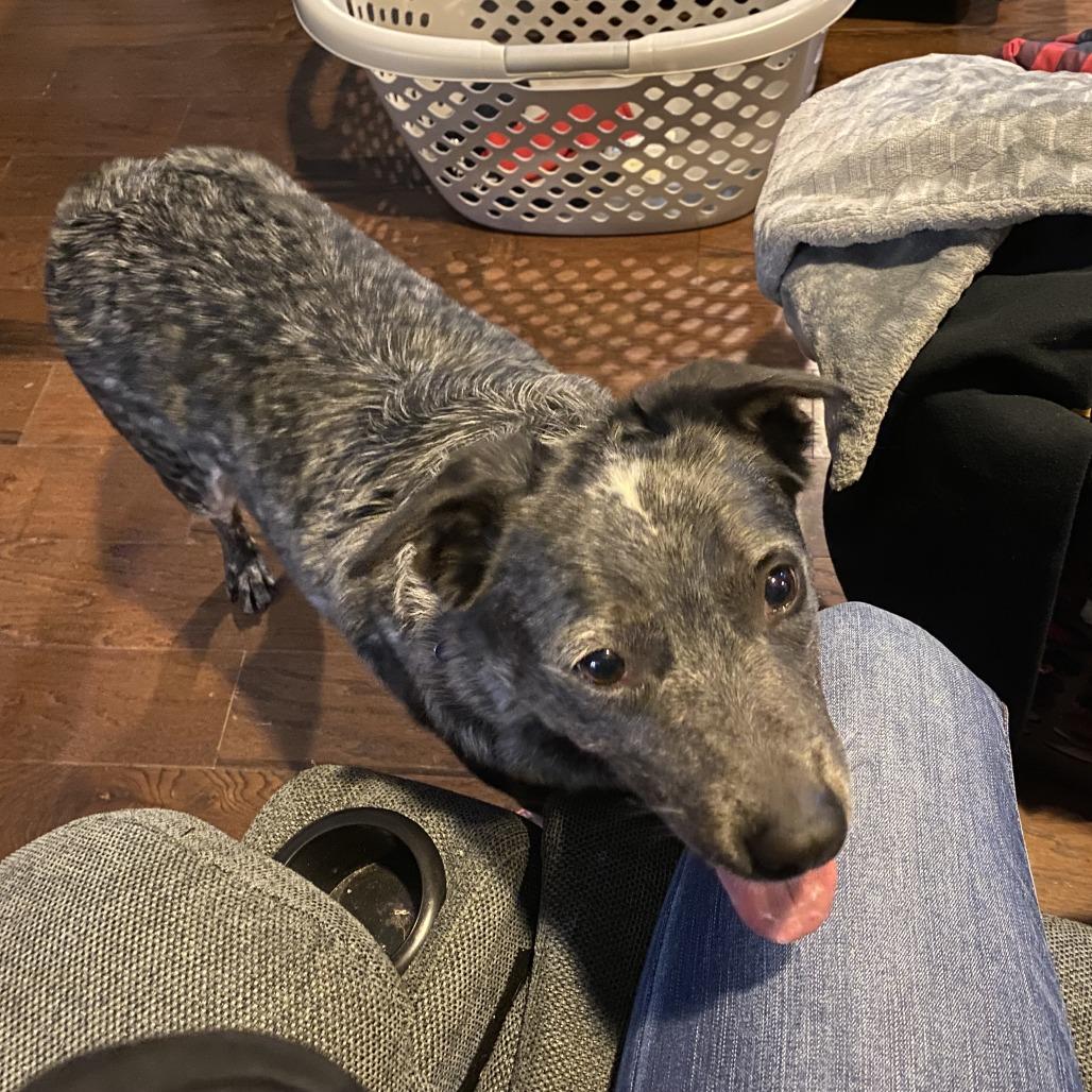 Enlarge Fruit by the Foot, a Adoptable Cattle Dog in York, PA image 6/6