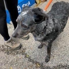Enlarge Fruit by the Foot, a Adoptable Cattle Dog in York, PA image 6/6
