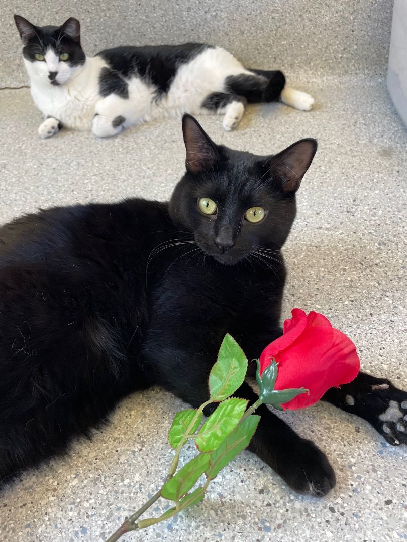 Bow, Adoptable, Young Male Domestic Short Hair.