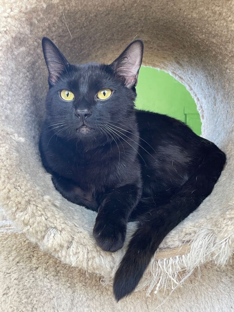 Bow, Adoptable, Young Male Domestic Short Hair.