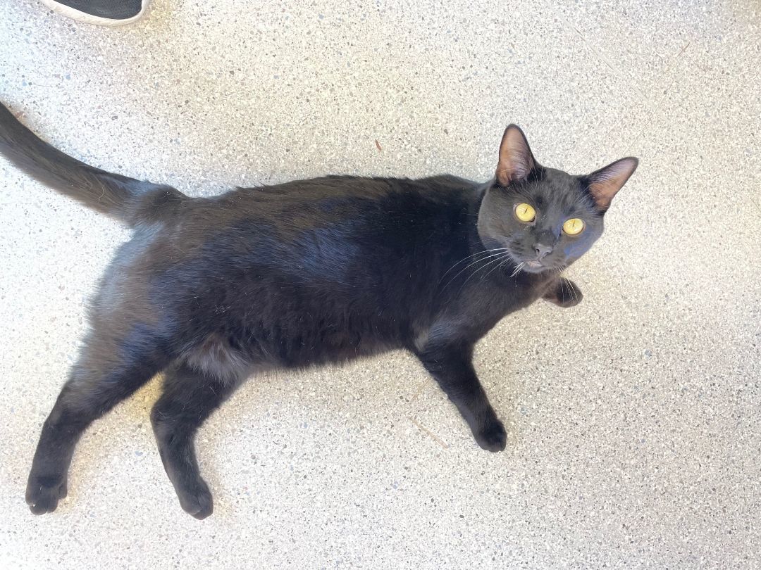 Enlarge Bow, a Adoptable mixed breed in Mountain Center, CA image 3/7