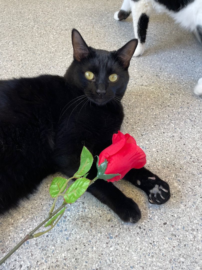Enlarge Bow, a Adoptable mixed breed in Mountain Center, CA image 4/7