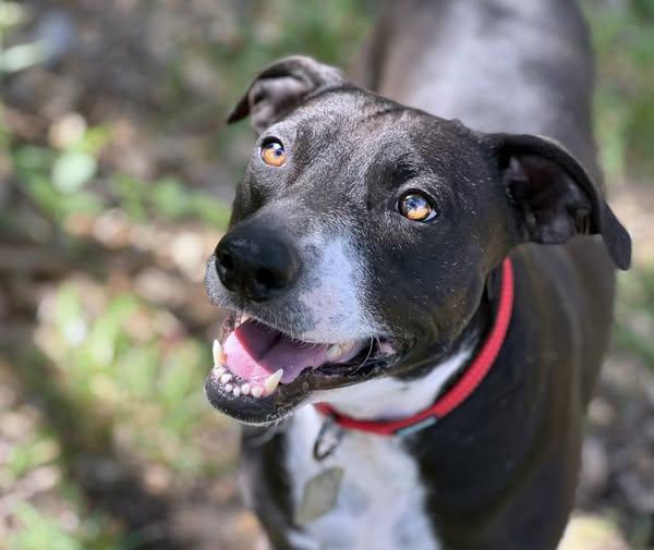 Mia — The Perfect Companion Waiting for Her Chance, a Adoptable mixed breed in St Augustine, FL image 2/3