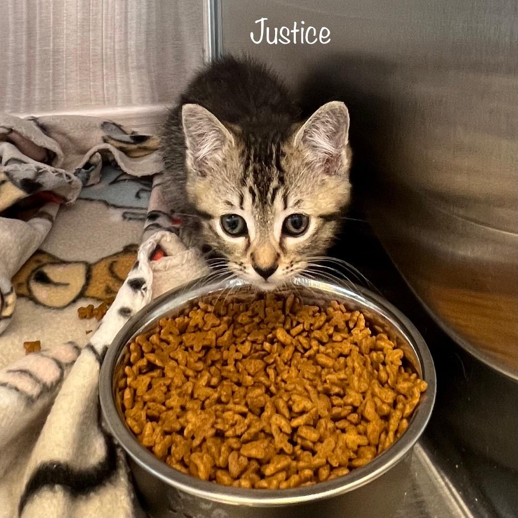 Justice, a Adoptable mixed breed in Madisonville, TN image 2/2