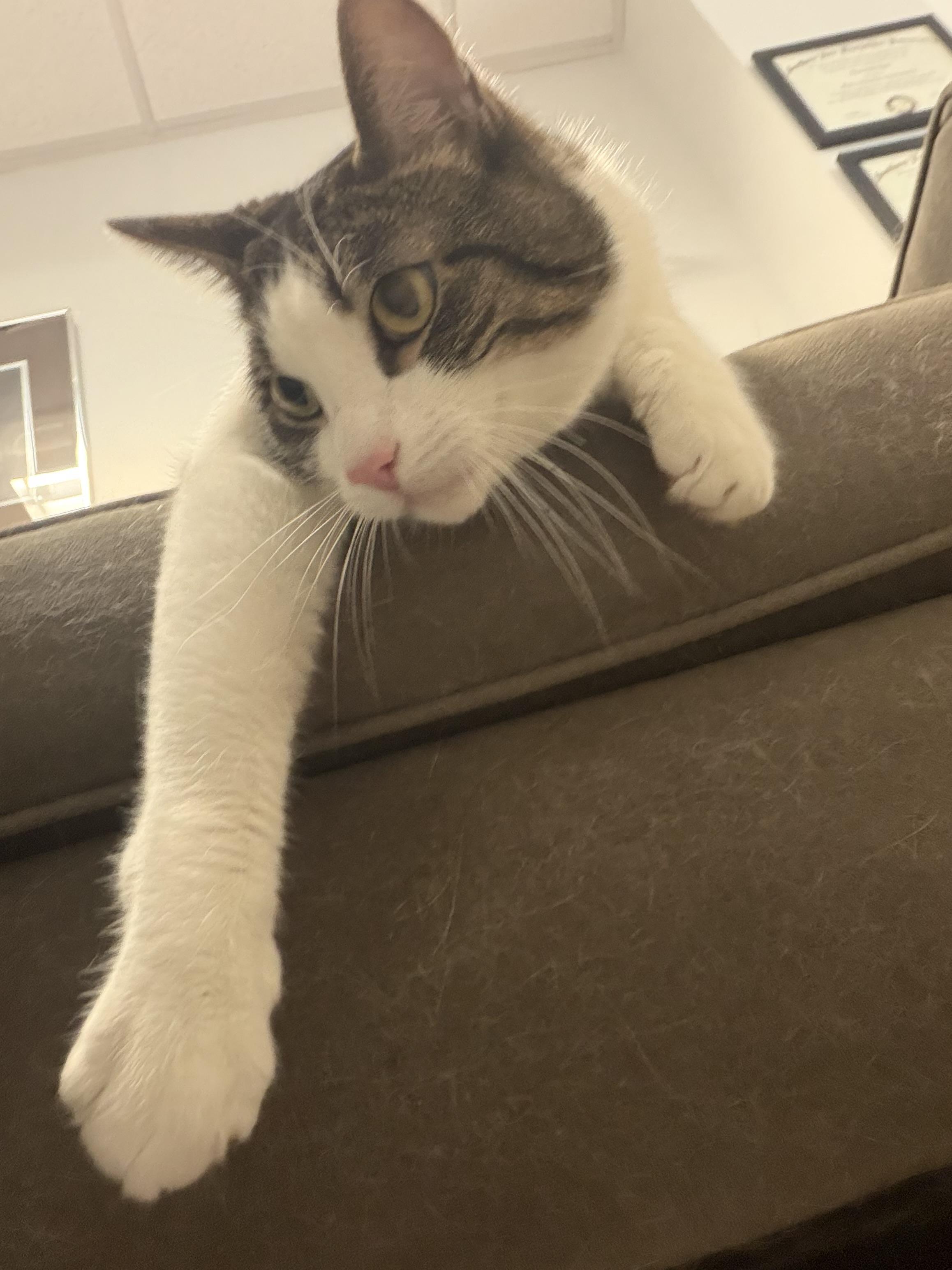 Enlarge Walter, a ADOPTABLE Domestic Short Hair in Canton, MA image 2/4