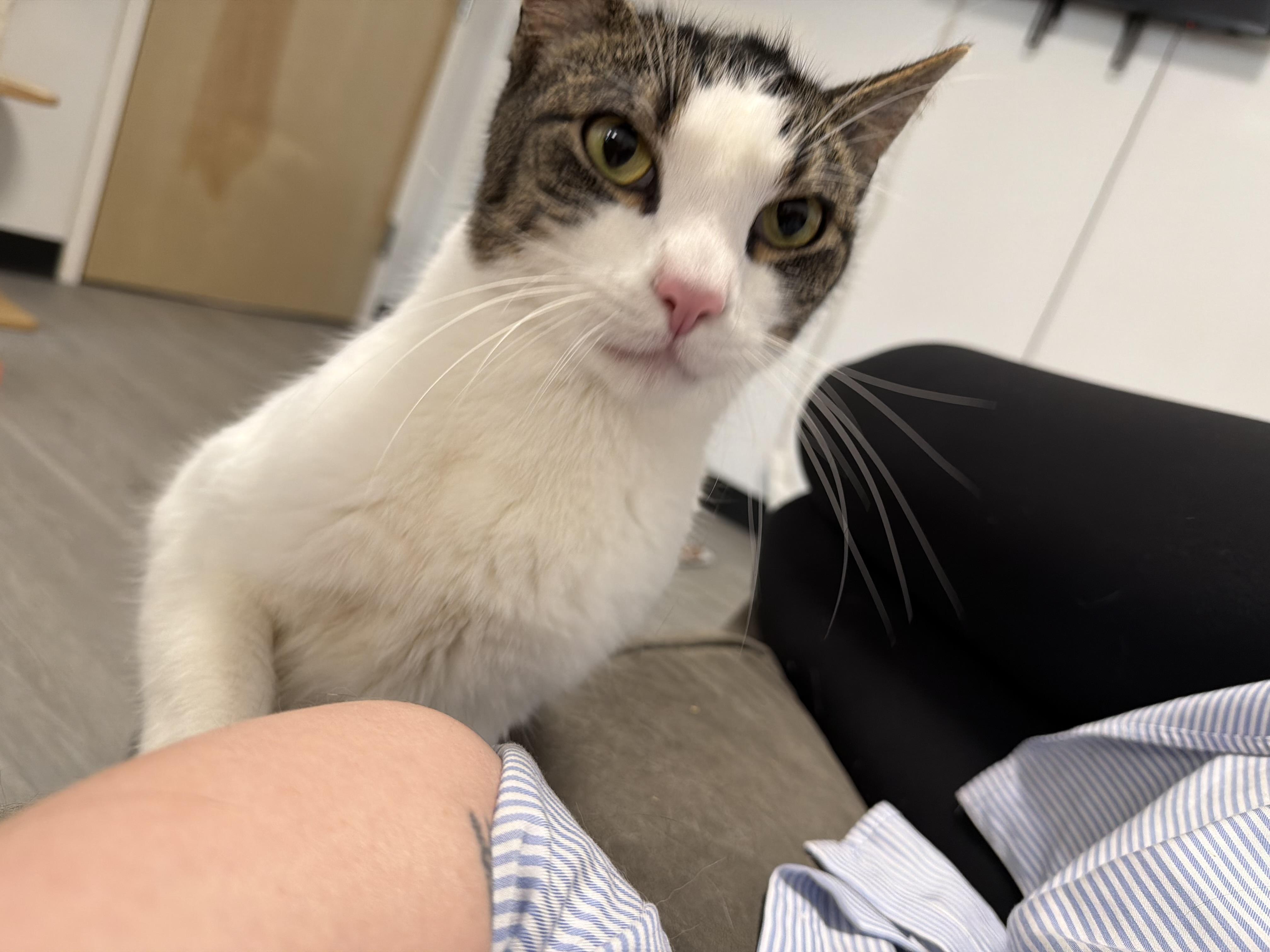 Walter, ADOPTABLE, Adult Male Domestic Short Hair.