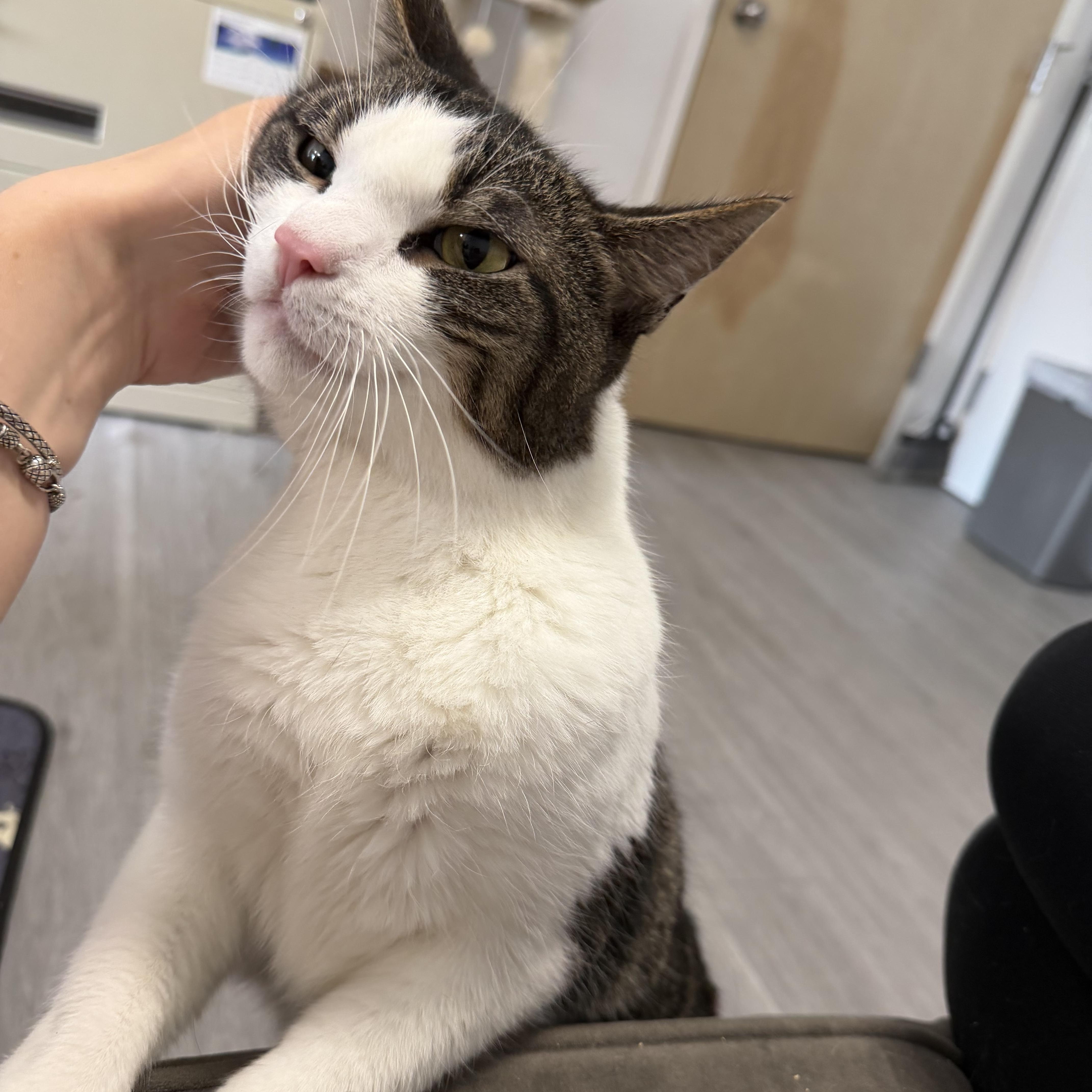 Enlarge Walter, a ADOPTABLE Domestic Short Hair in Canton, MA image 3/4