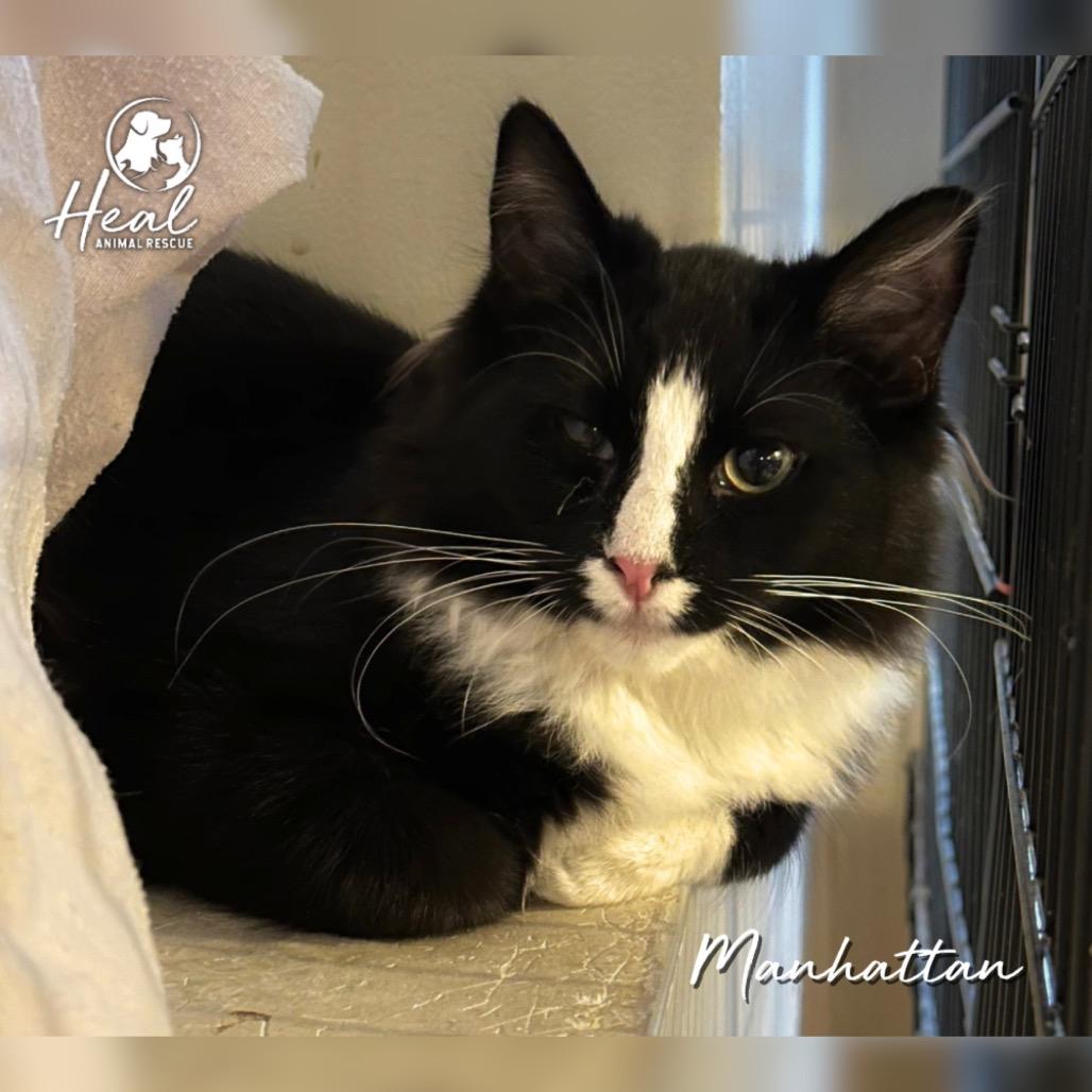 Manhattan, Adoptable, Kitten Male Domestic Long Hair.