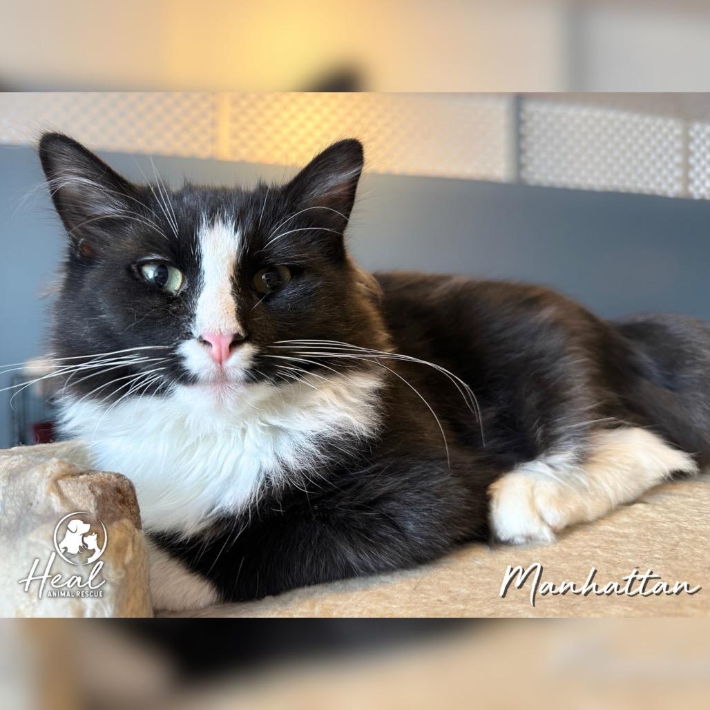 Enlarge Manhattan, a Adoptable Domestic Long Hair in Youngwood, PA image 2/2