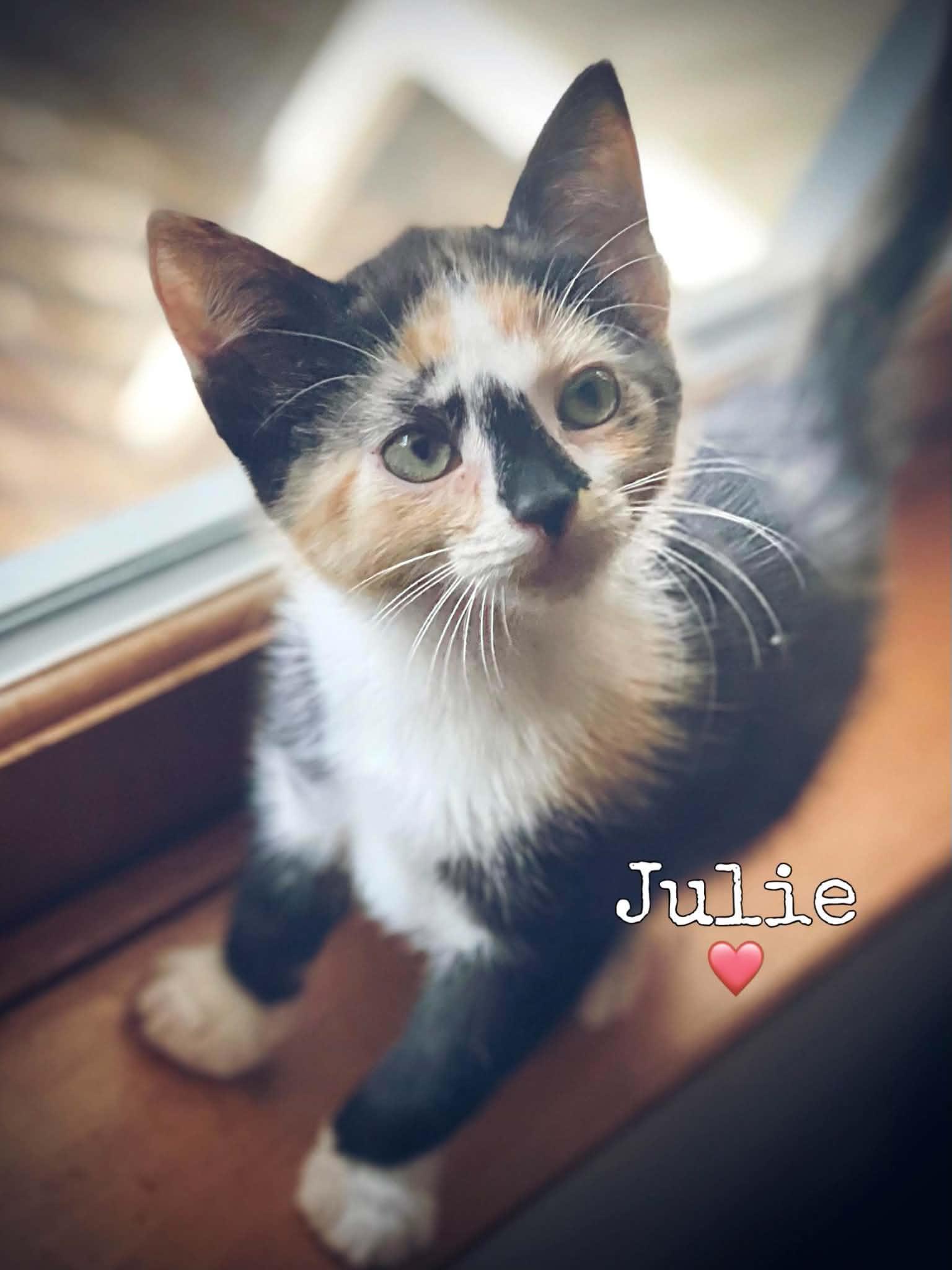 Enlarge Julie, an adopted Domestic Short Hair in Dansville, NY image 1/1