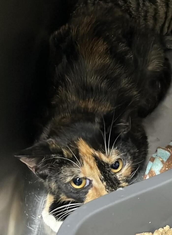 Unknown, Adoptable, Adult Female Domestic Short Hair.
