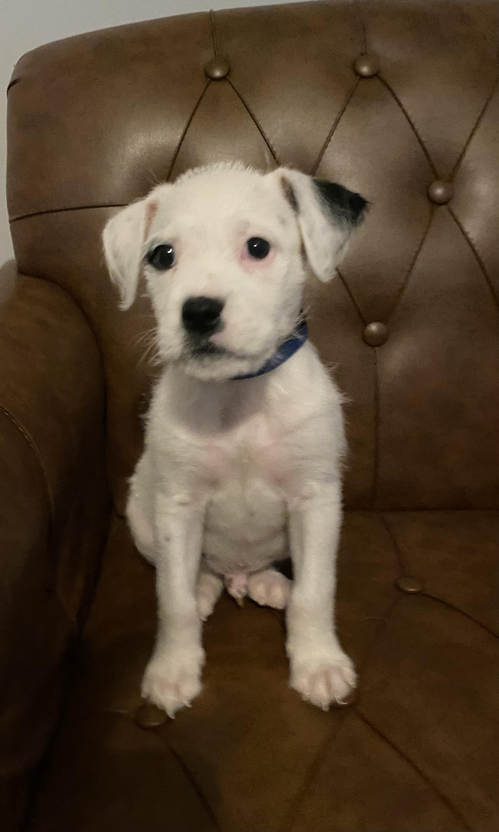 Enlarge Snoopy, a ADOPTABLE mixed breed in Kannapolis, NC image 1/3