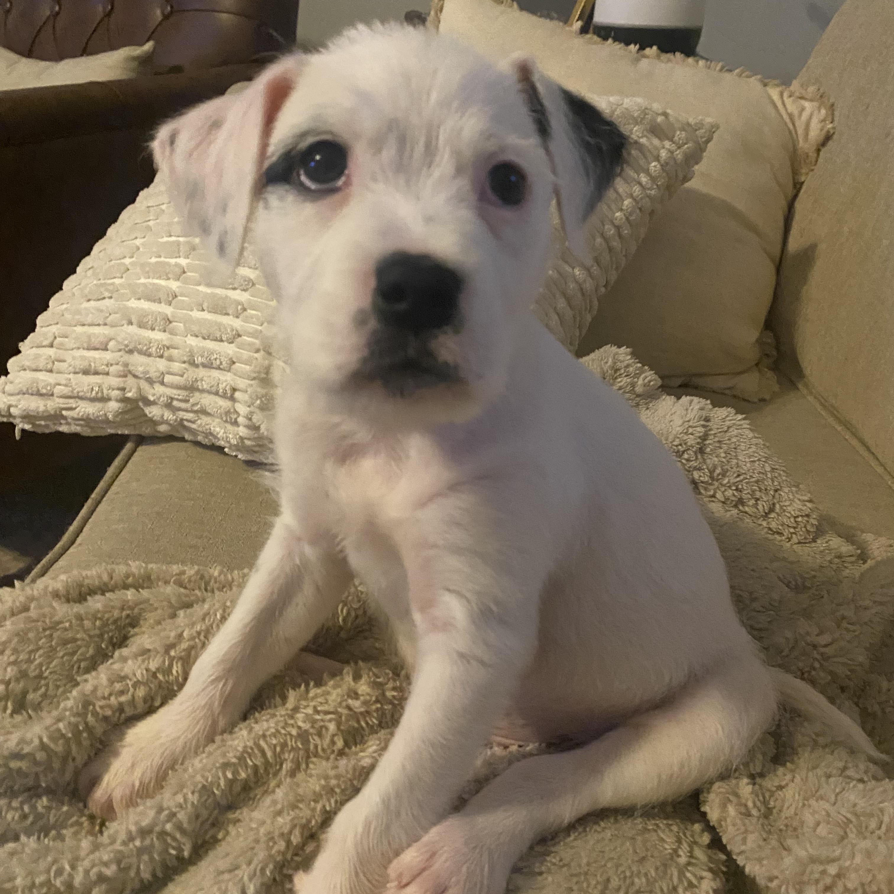Enlarge Snoopy, a ADOPTABLE mixed breed in Kannapolis, NC image 2/3