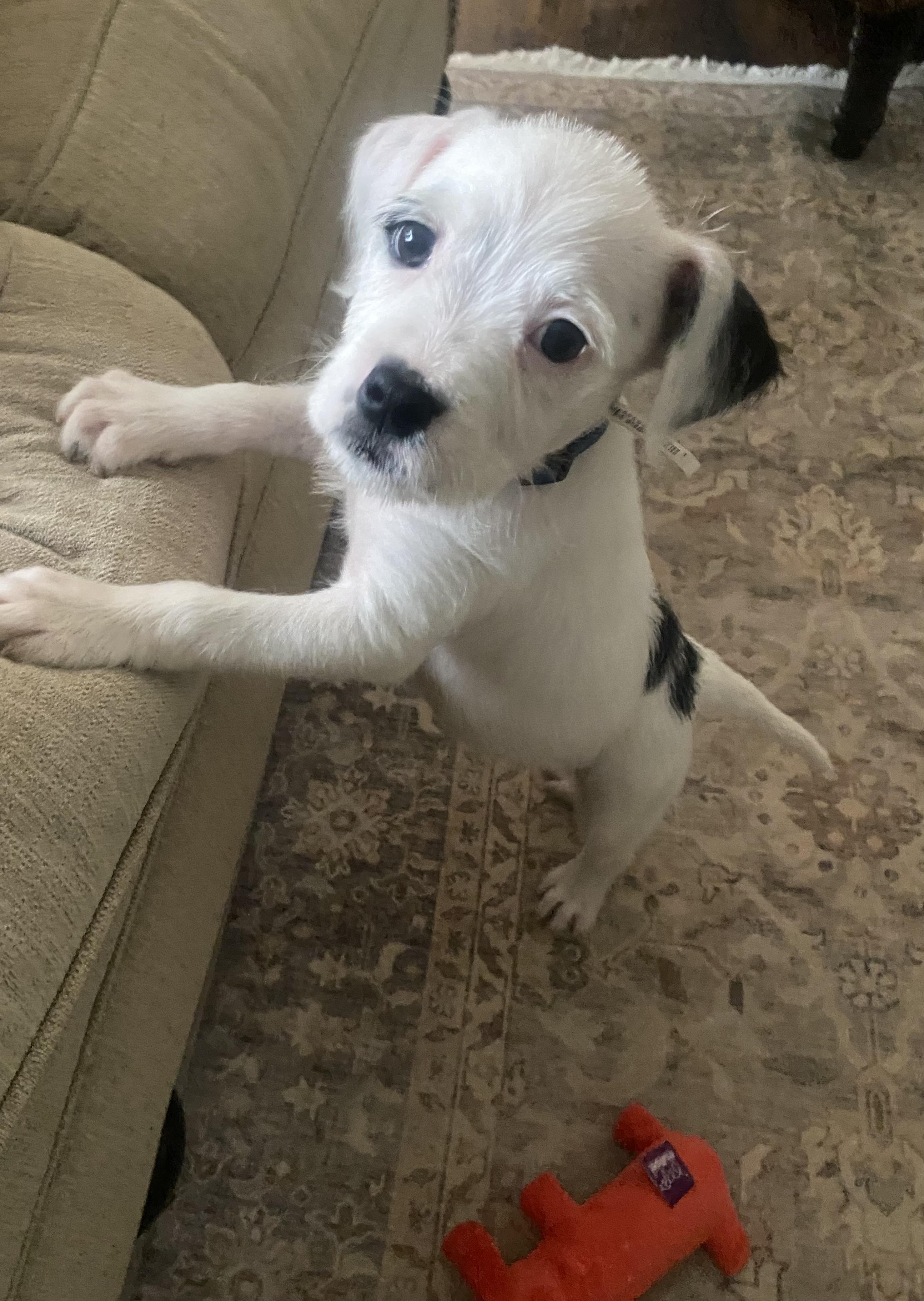 Enlarge Snoopy, a ADOPTABLE mixed breed in Kannapolis, NC image 3/3