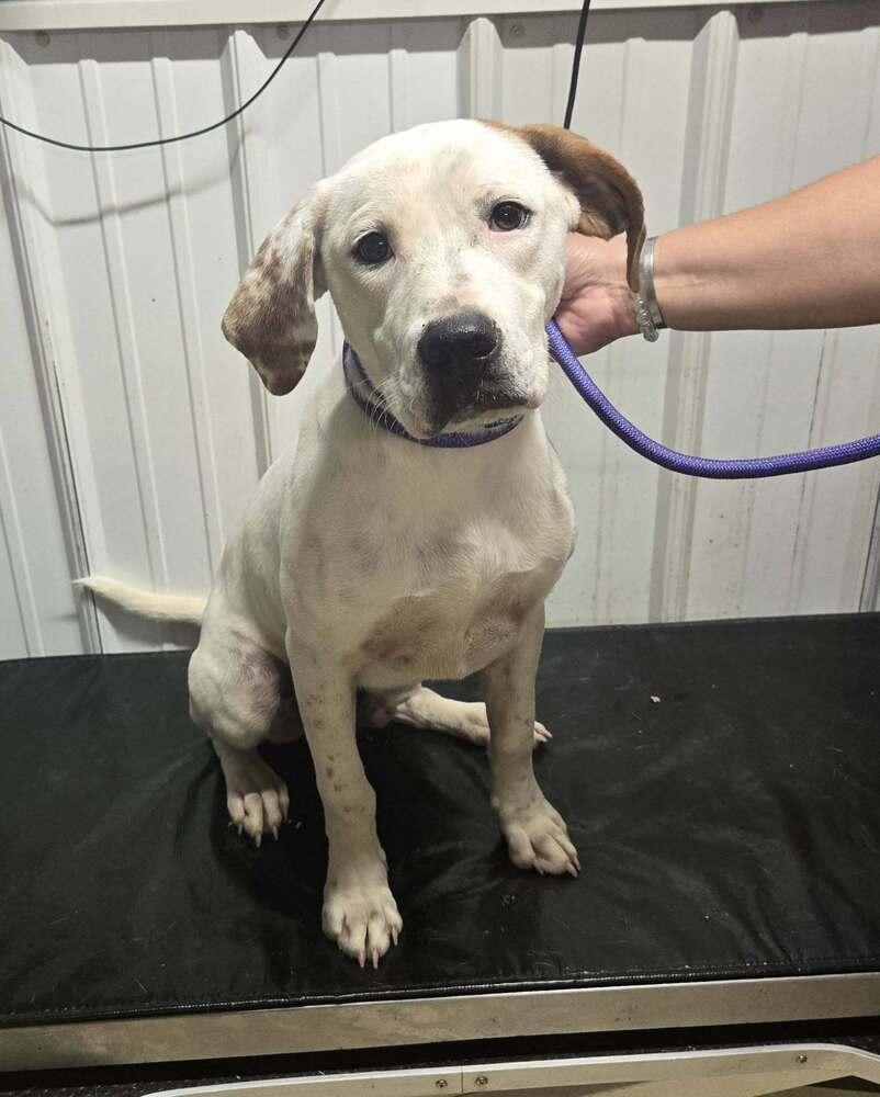 Enlarge Edward, a Adoptable mixed breed in Waverly, OH image 1/1