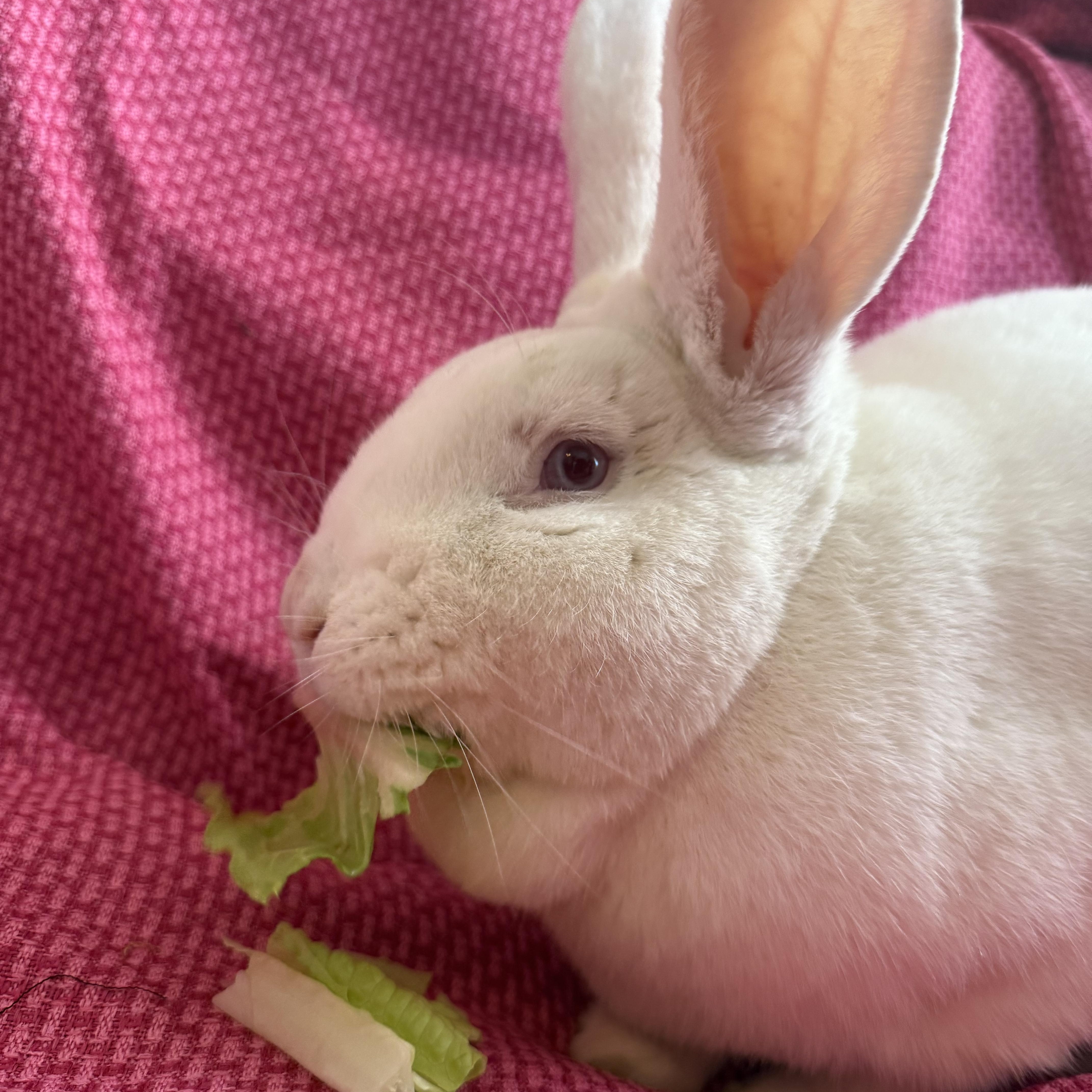 Enlarge Beautiful Gus , a ADOPTABLE New Zealand in St. Charles, MO image 4/6