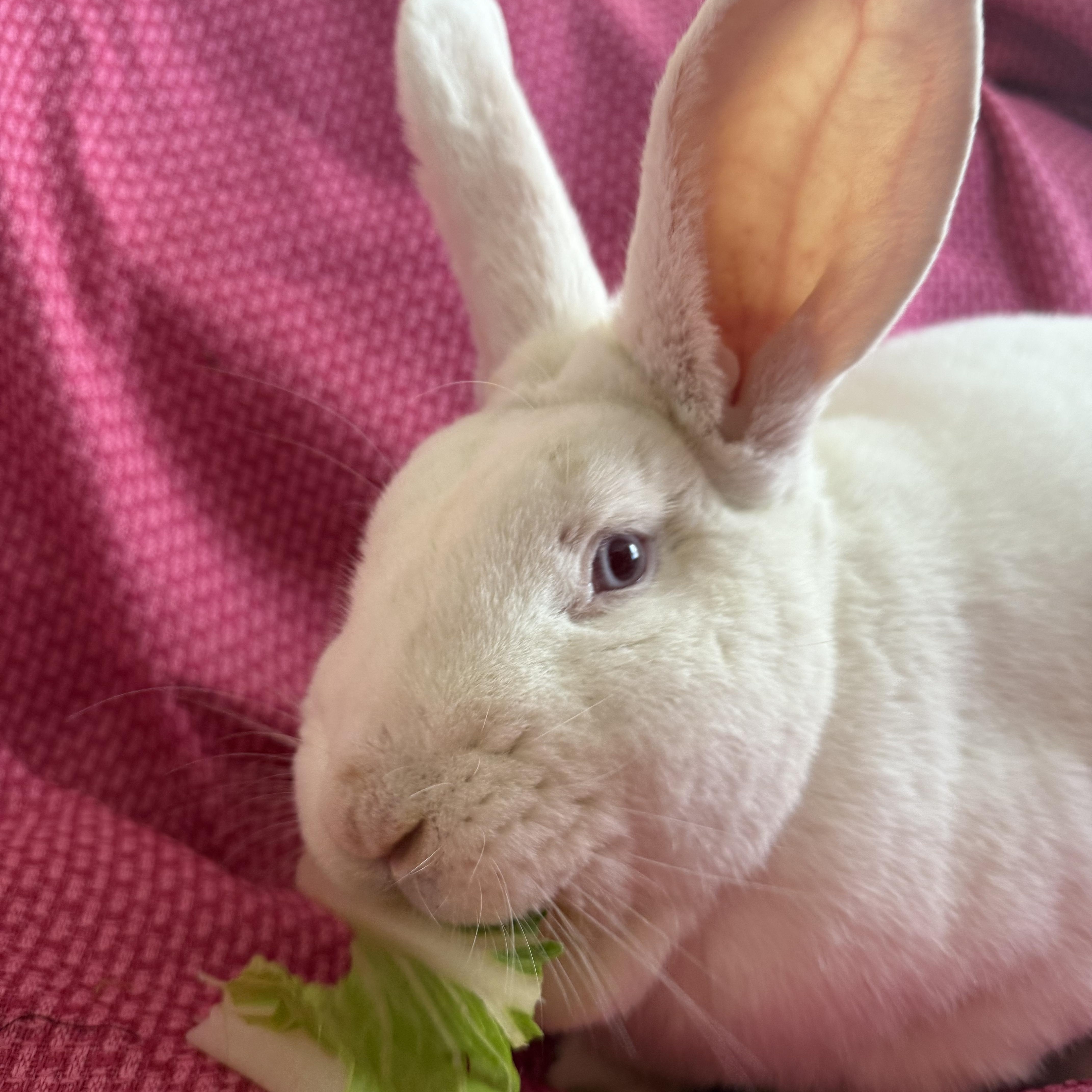 Enlarge Beautiful Gus , a ADOPTABLE New Zealand in St. Charles, MO image 1/6