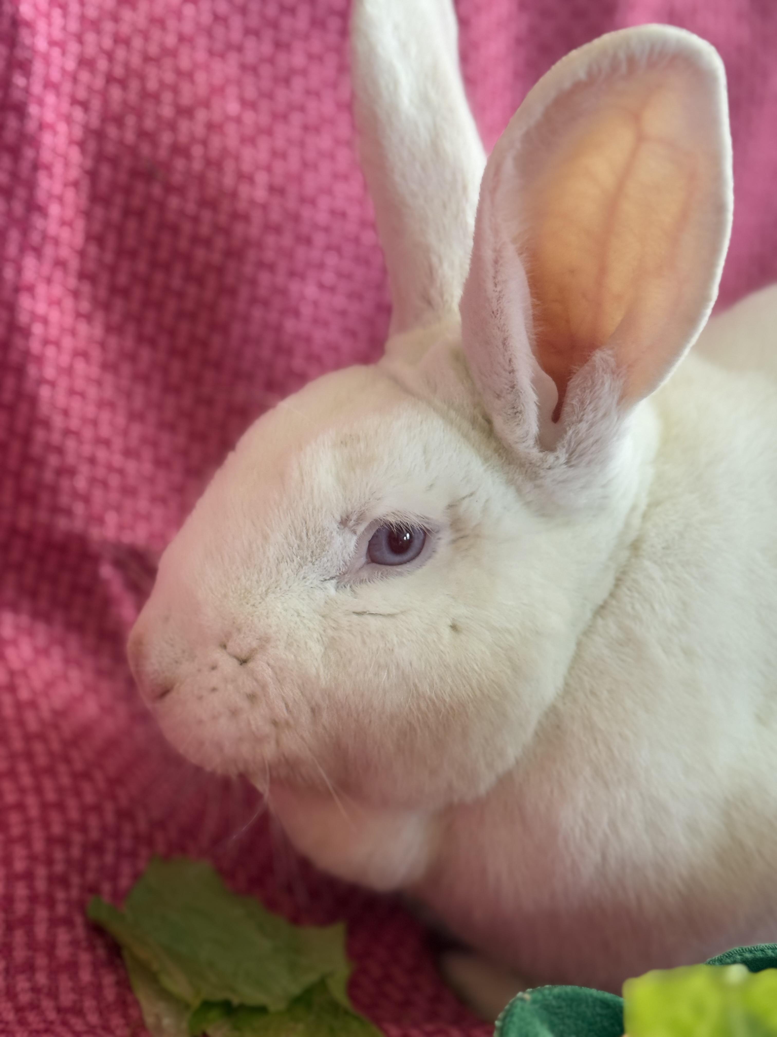 Enlarge Beautiful Gus , a ADOPTABLE New Zealand in St. Charles, MO image 3/6