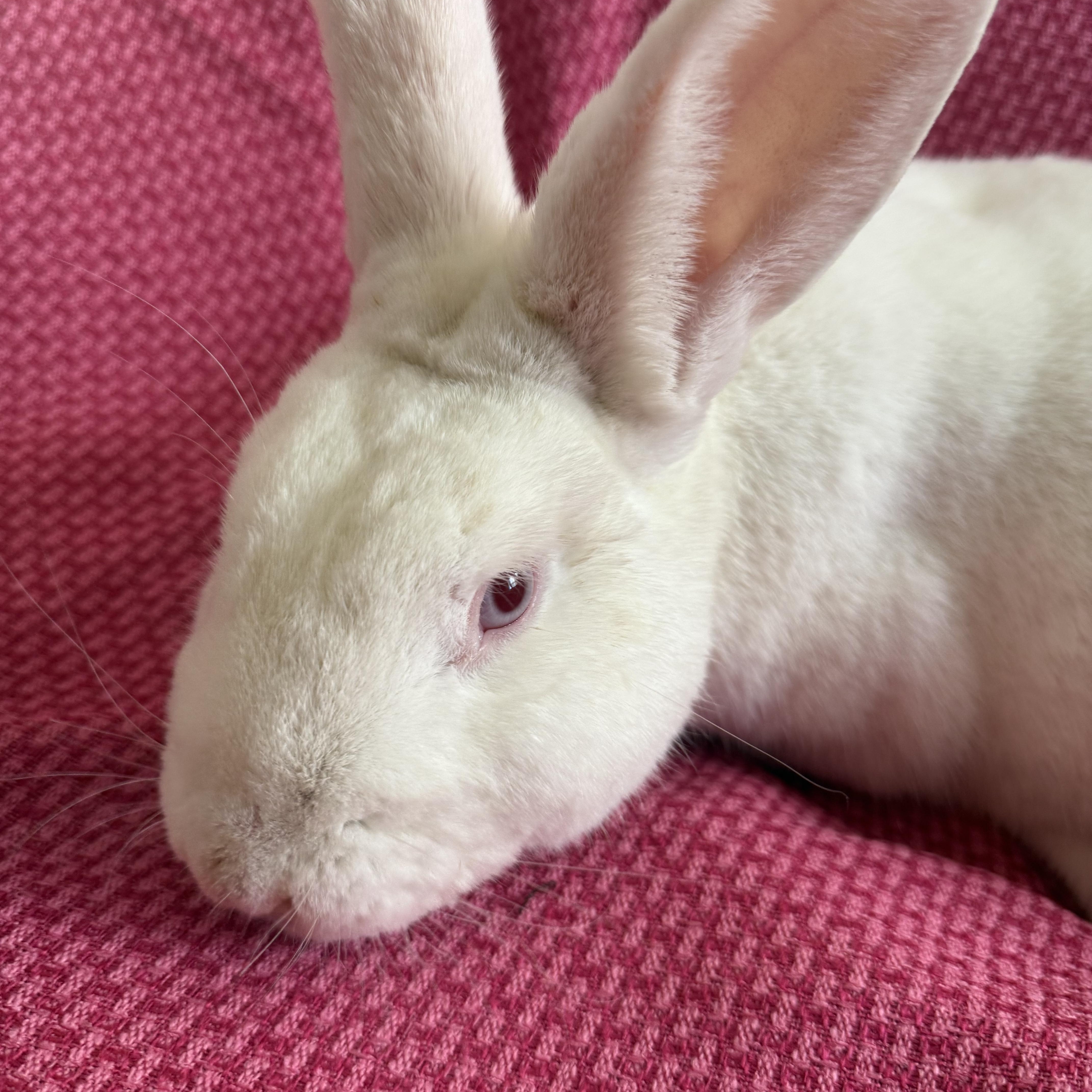 Enlarge Beautiful Gus , a ADOPTABLE New Zealand in St. Charles, MO image 2/6