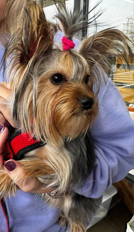 Enlarge Lola *Adoption pending*, a Adopted Yorkshire Terrier in Fairfax, VA image 1/1