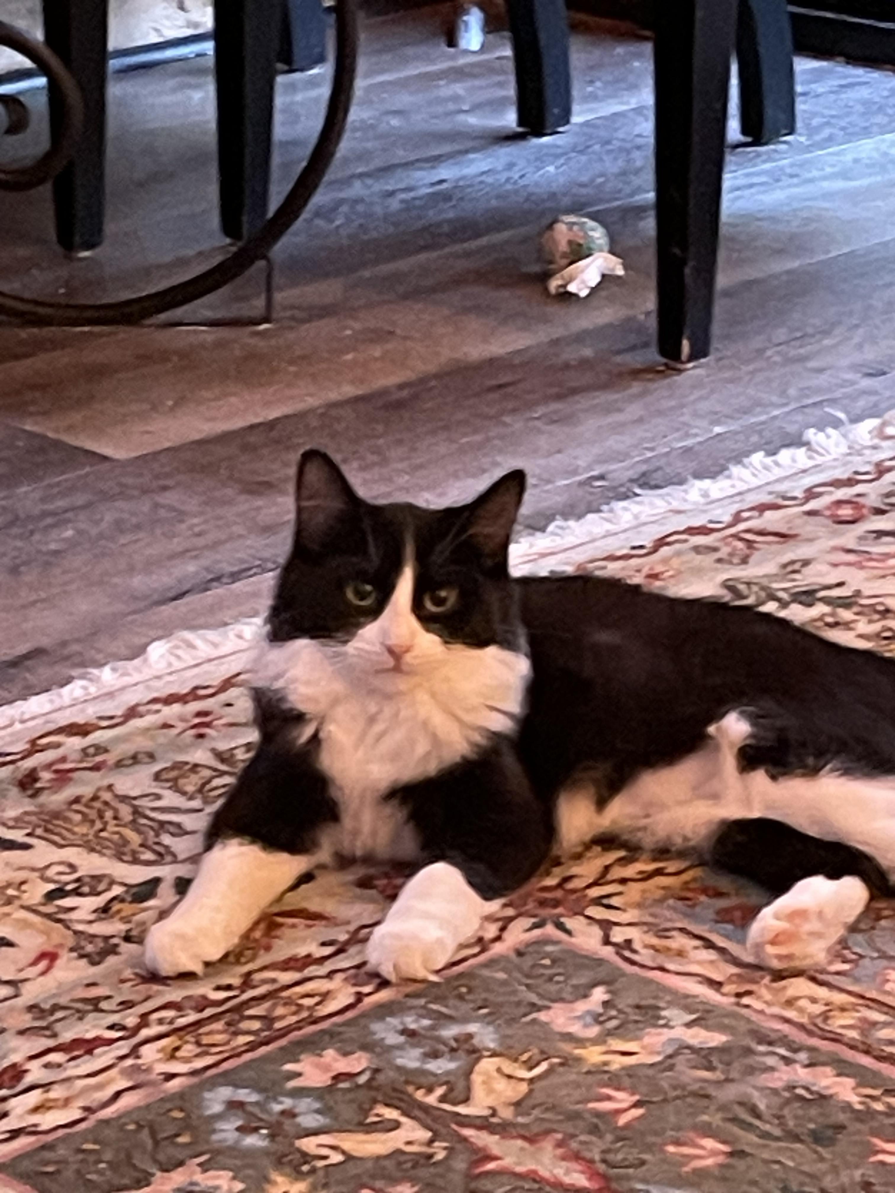 Keith (girl), Adoptable, Young Female Domestic Long Hair.