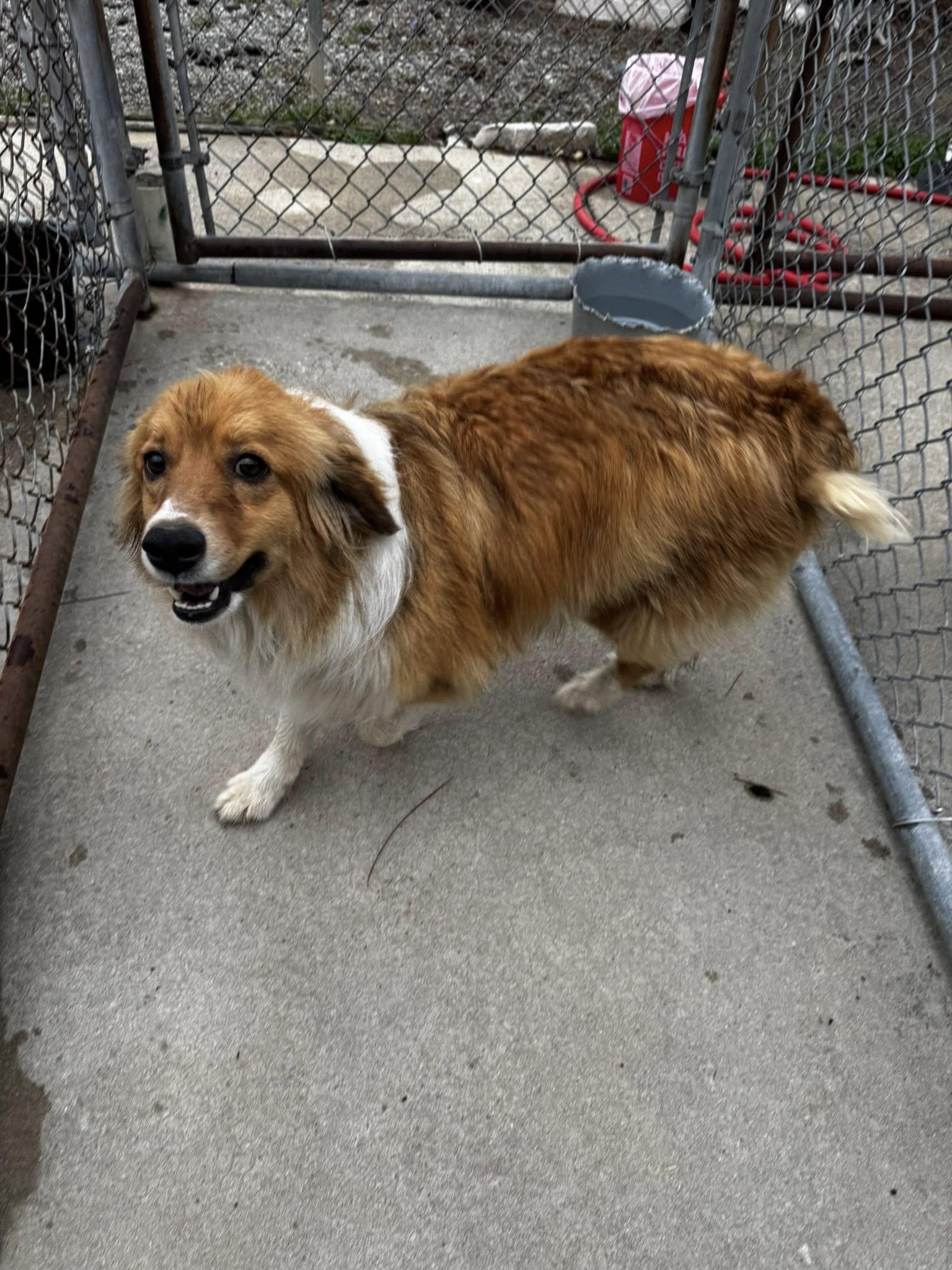 Enlarge Doug, a Adopted mixed breed in Tullahoma, TN image 2/4