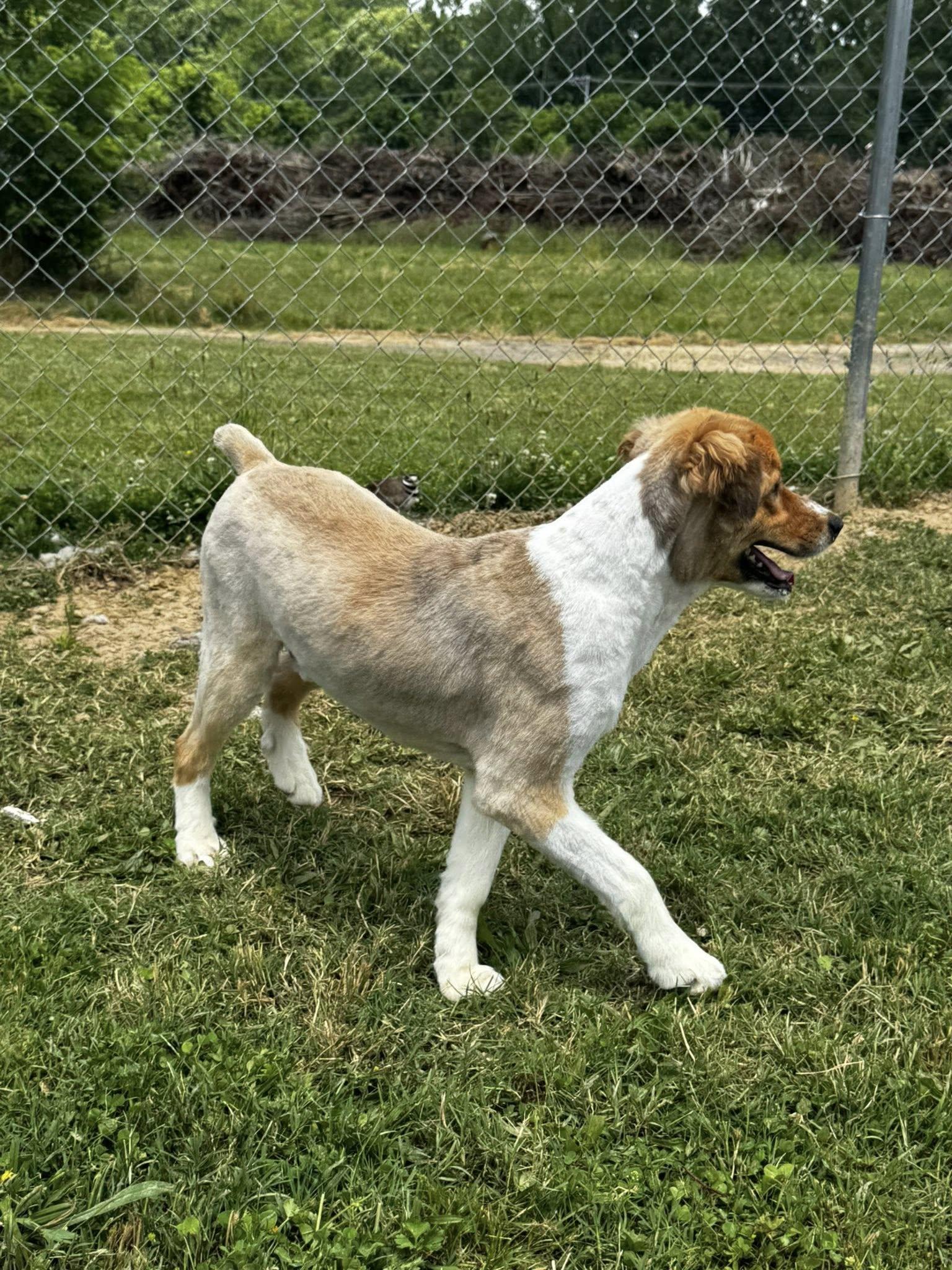 Enlarge Doug, a Adopted mixed breed in Tullahoma, TN image 3/4