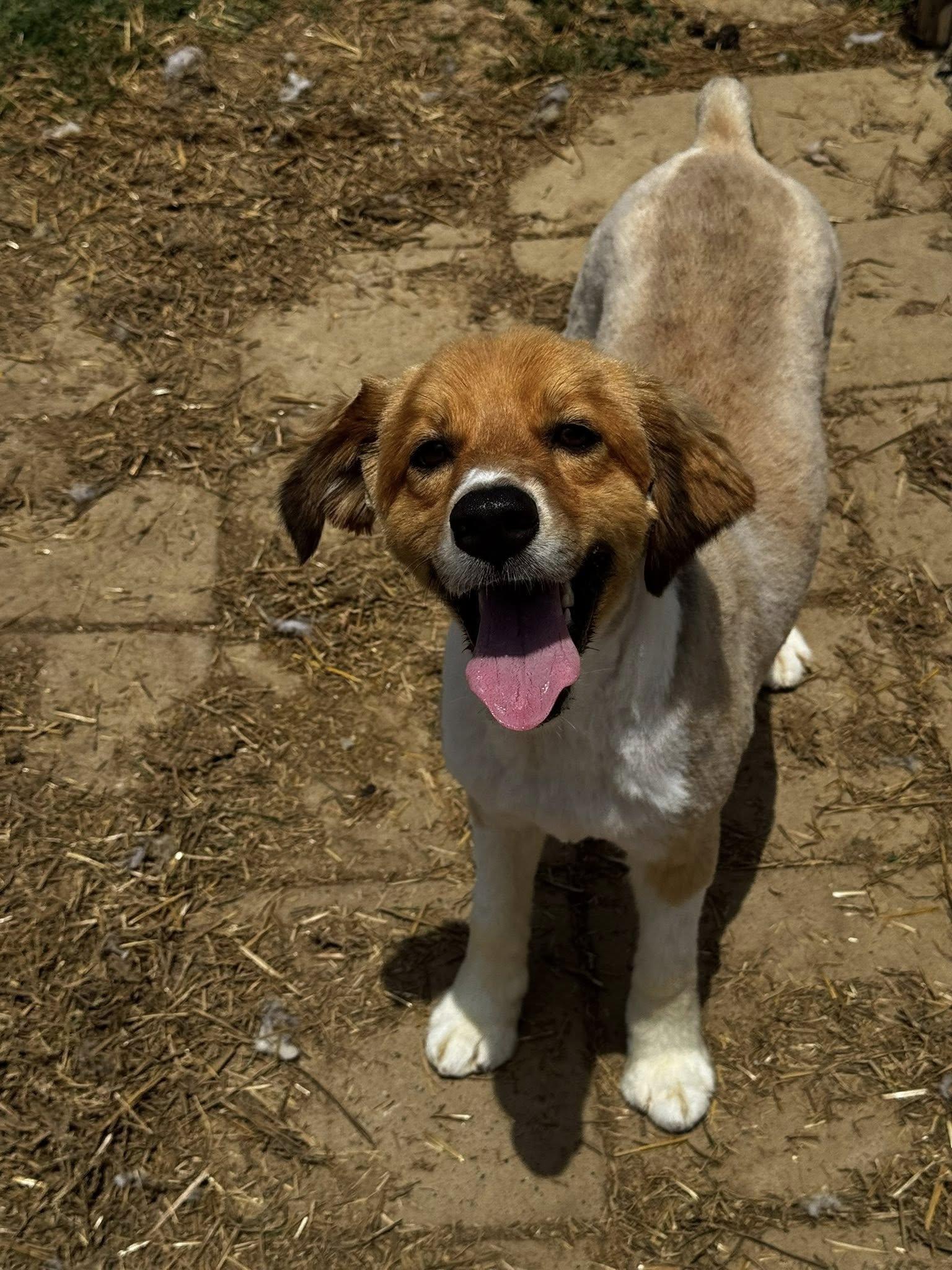 Doug, Adopted, Adult Male Collie.