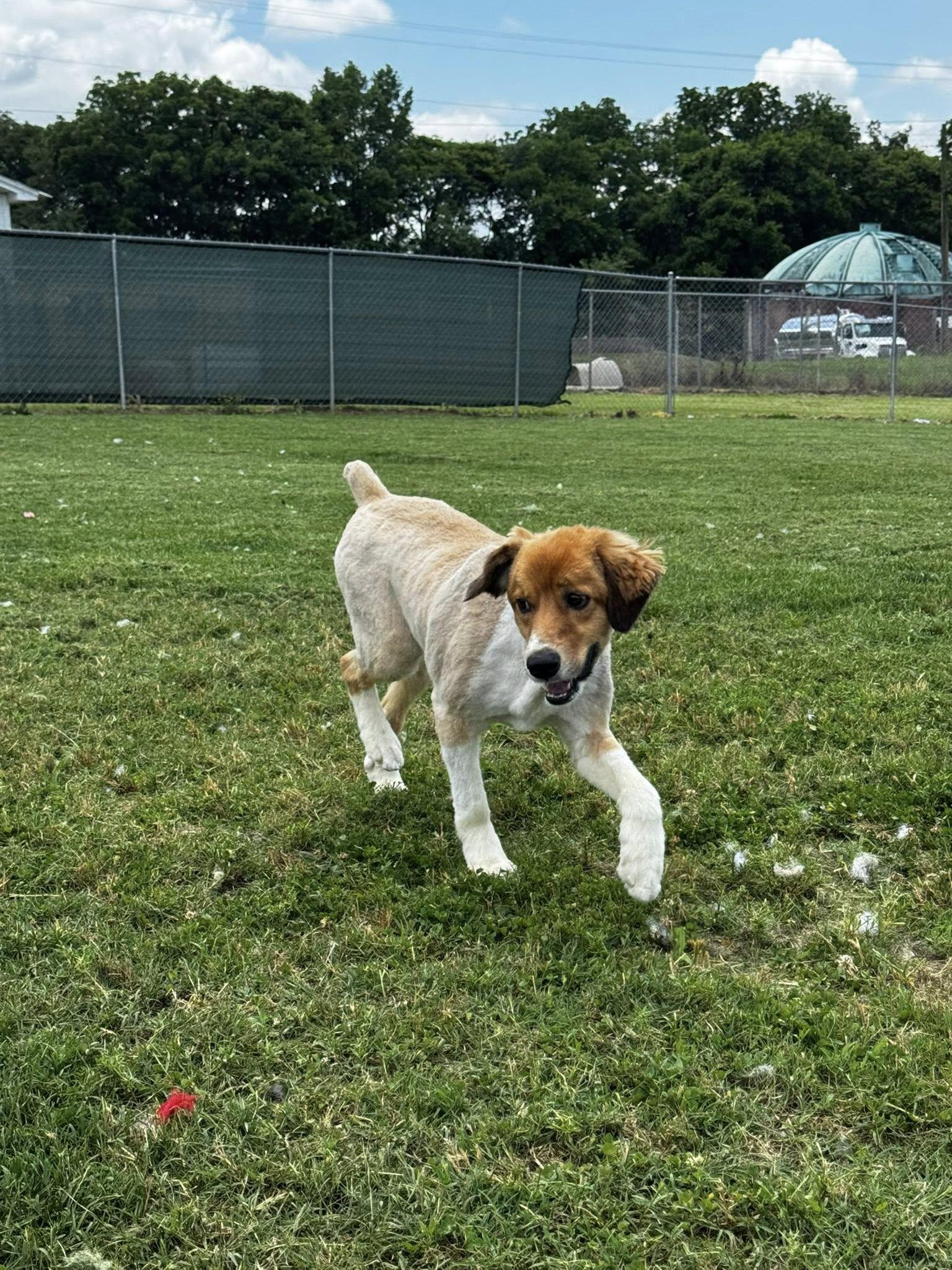 Enlarge Doug, a Adopted mixed breed in Tullahoma, TN image 4/4
