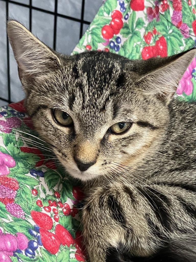 Frankie, Adoptable, Kitten Male Domestic Short Hair.