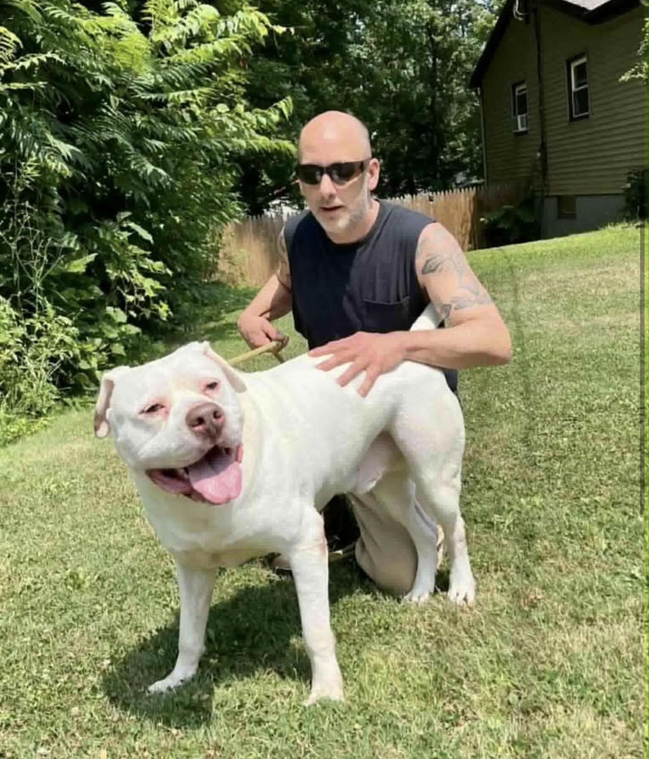 Enlarge HANK, a ADOPTABLE Pit Bull Terrier in Dennis, MA image 3/3