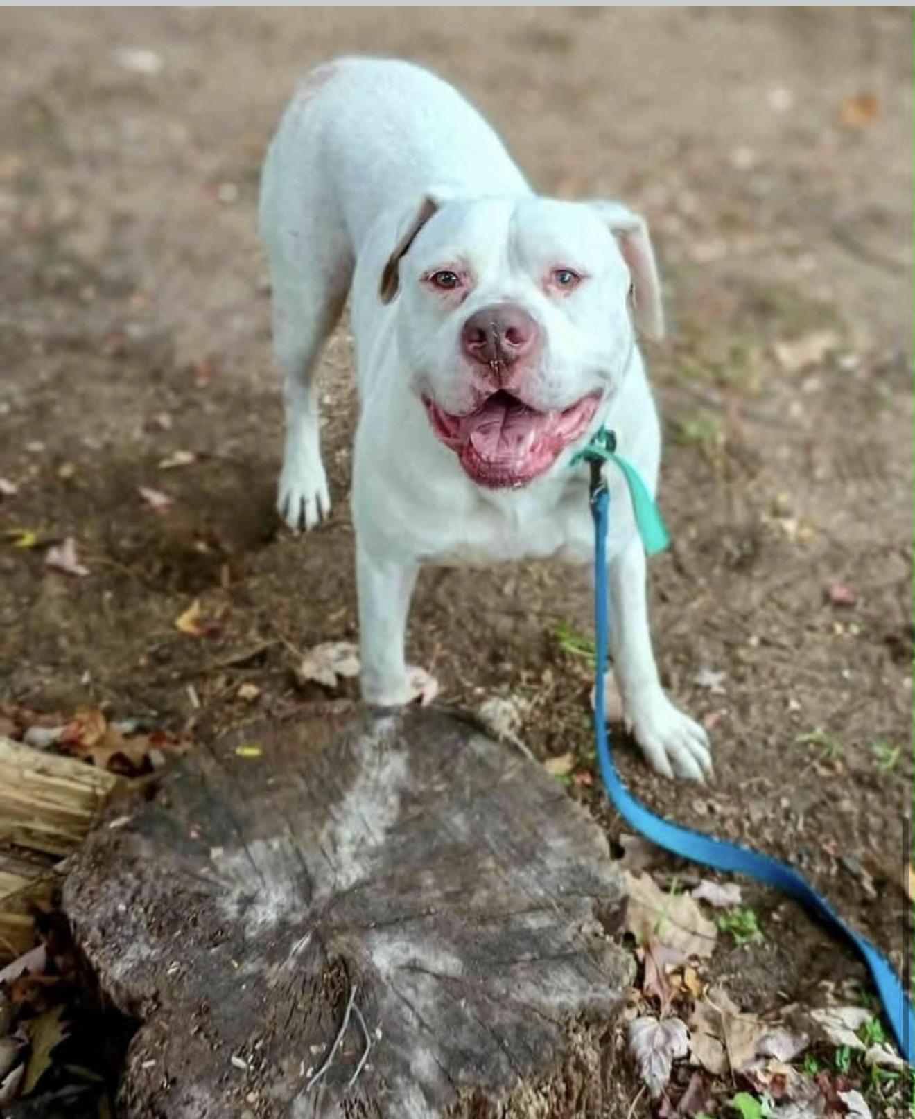 Enlarge HANK, a ADOPTABLE Pit Bull Terrier in Dennis, MA image 2/3